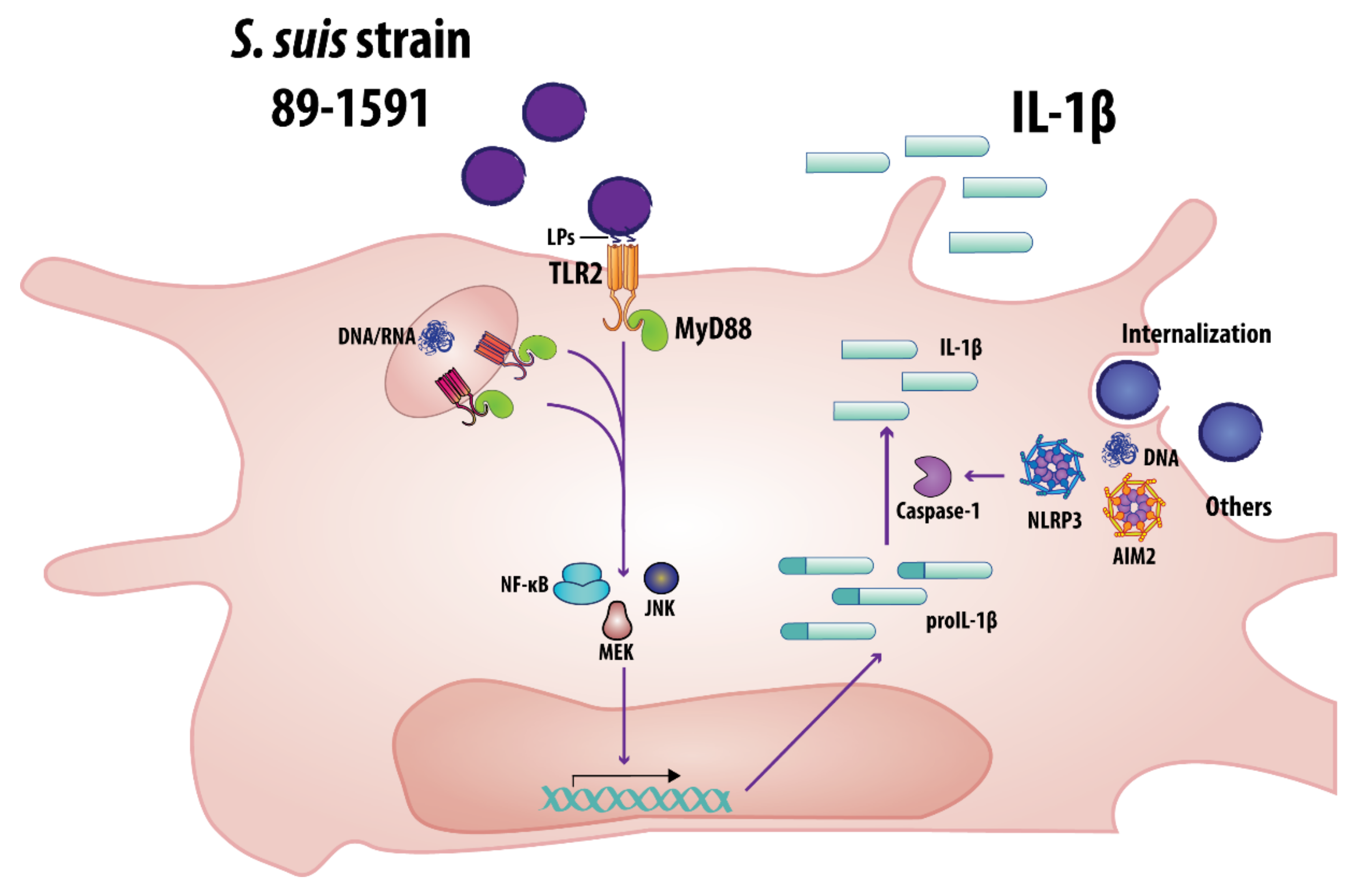 Pathogens 09 00147 g011