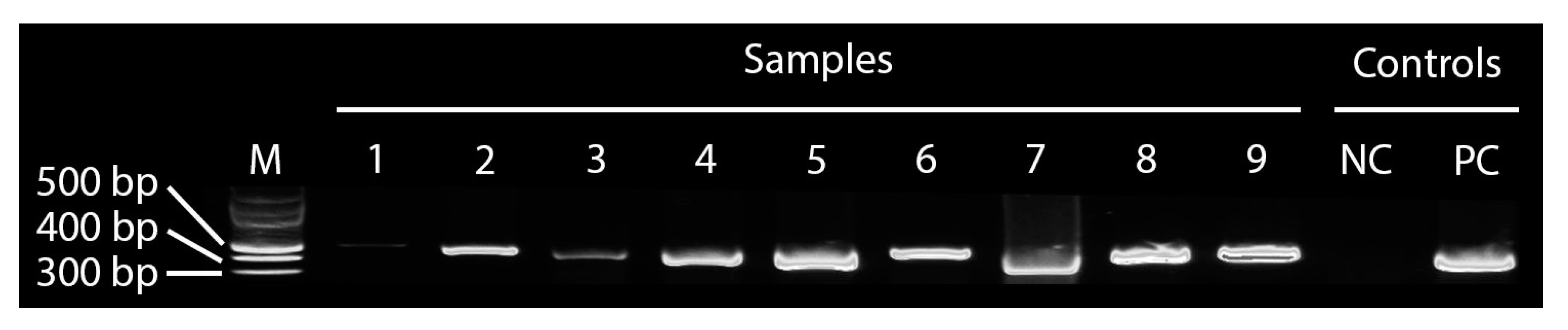 Pathogens 09 00155 g006