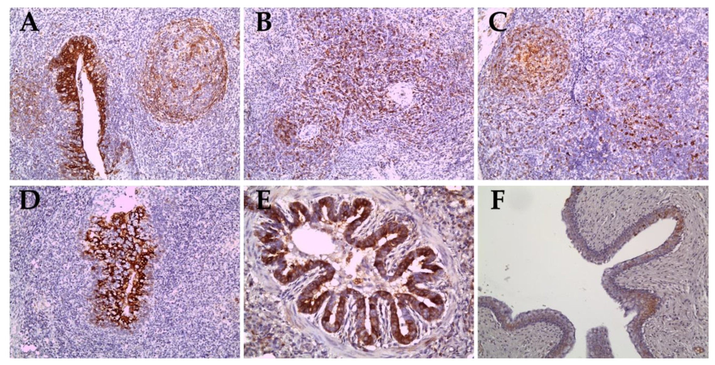 Pathogens 09 00169 g005