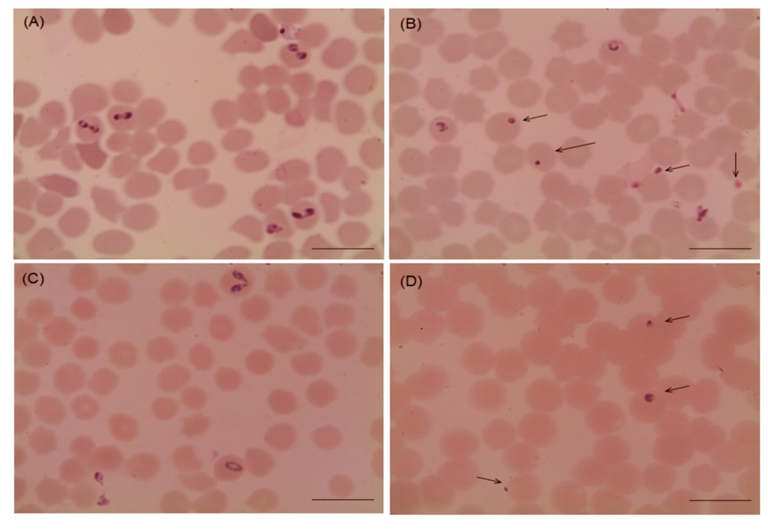 Pathogens 09 00173 g002