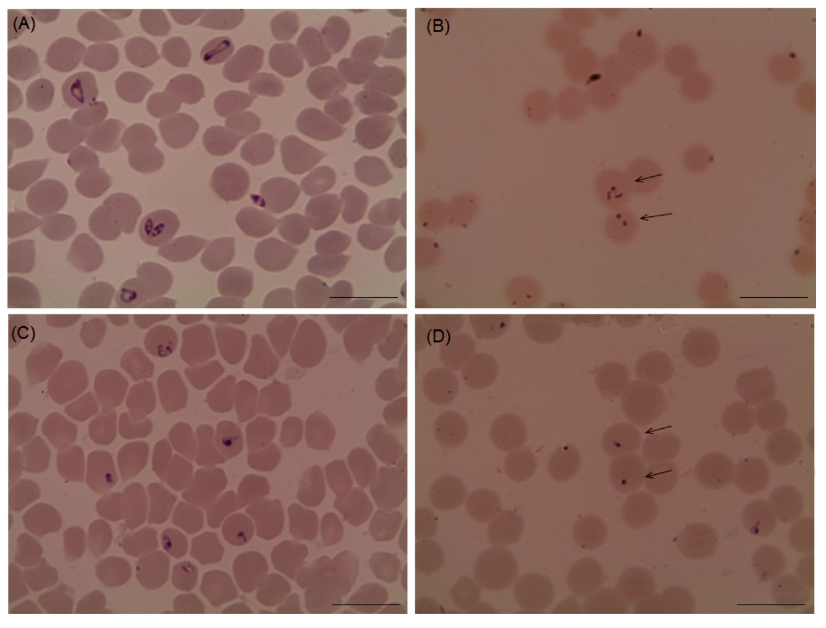 Pathogens 09 00173 g003