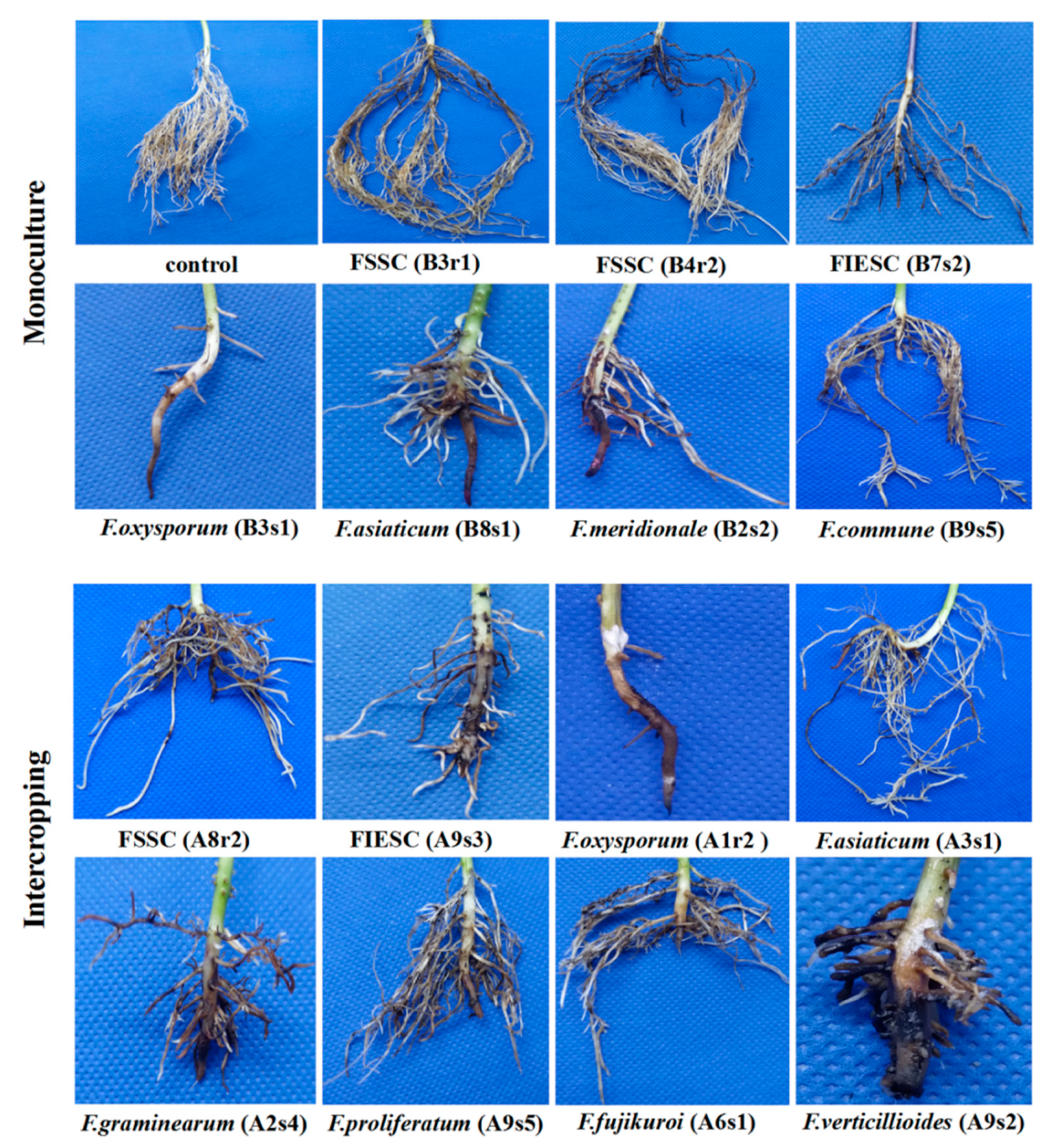 Pathogens 09 00211 g004