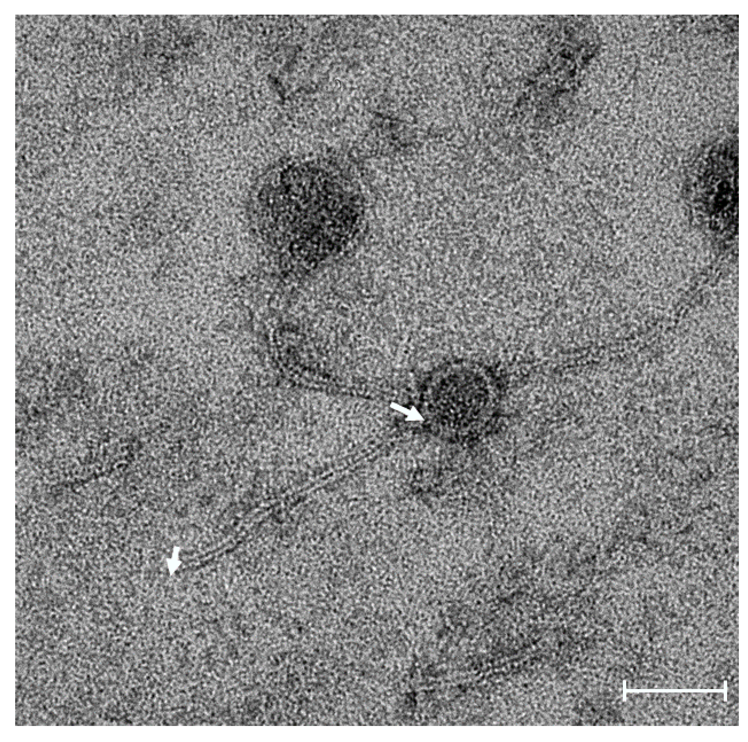 Pathogens 09 00215 g001