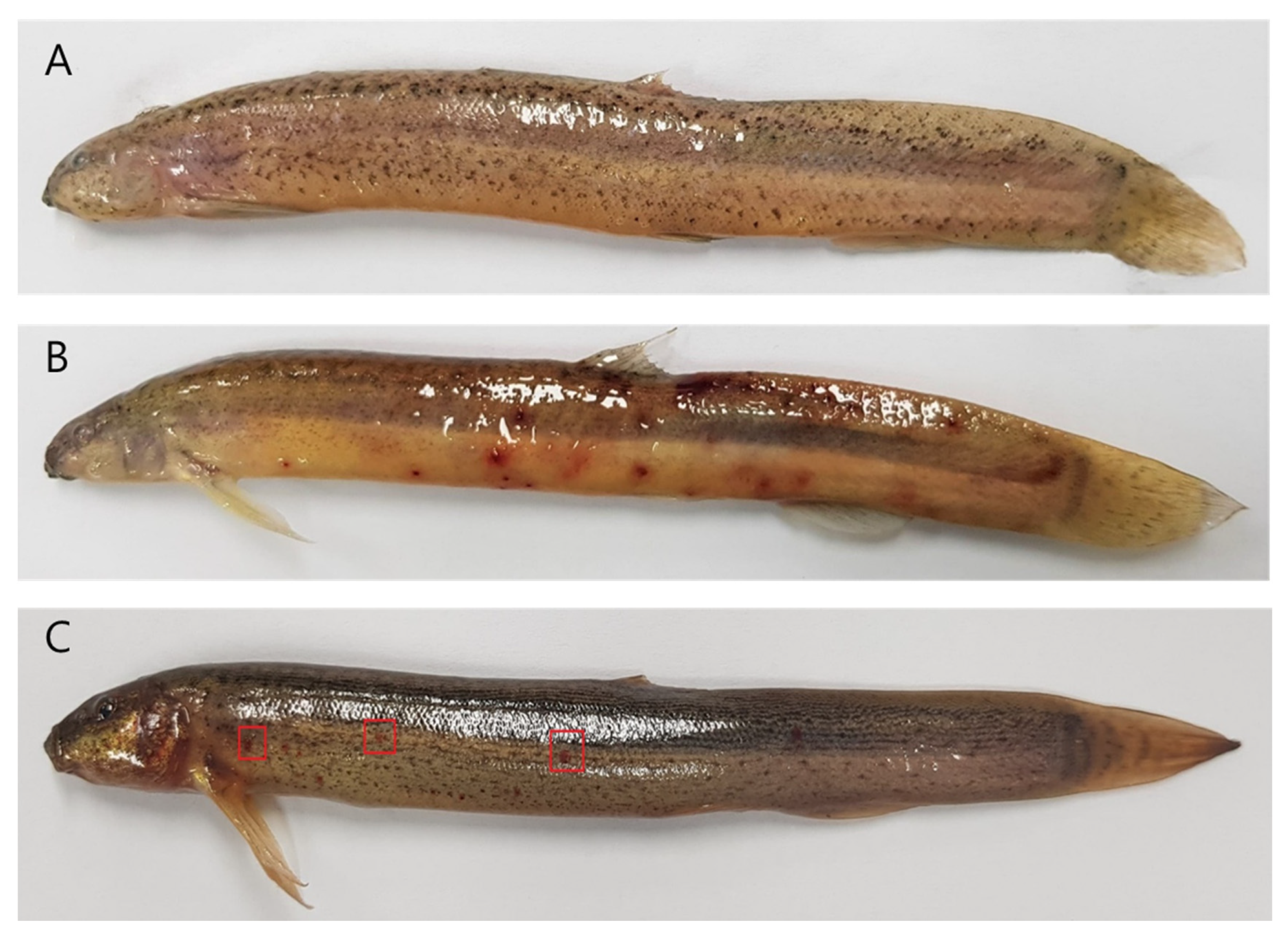 Pathogens 09 00215 g007