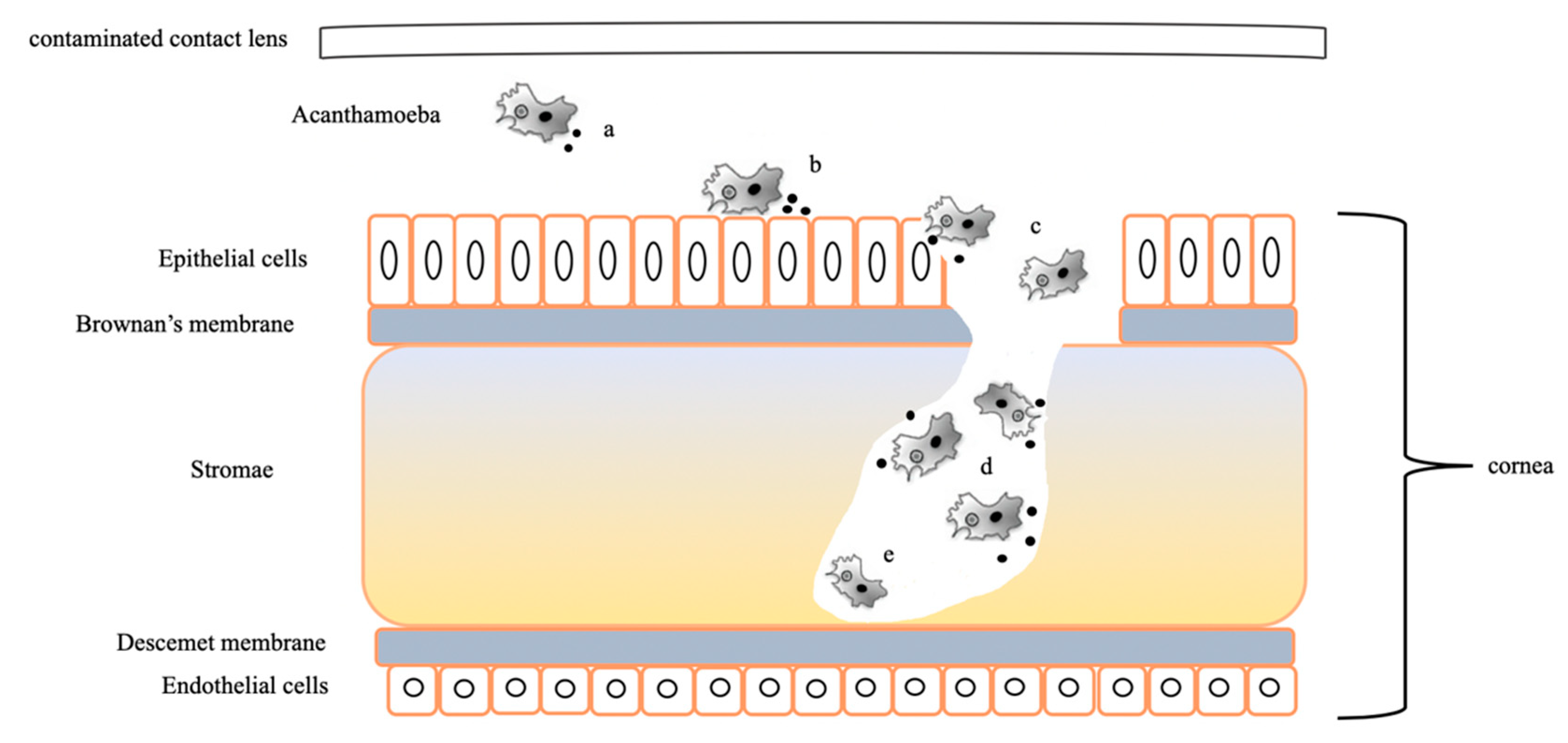 Pathogens 09 00217 g004