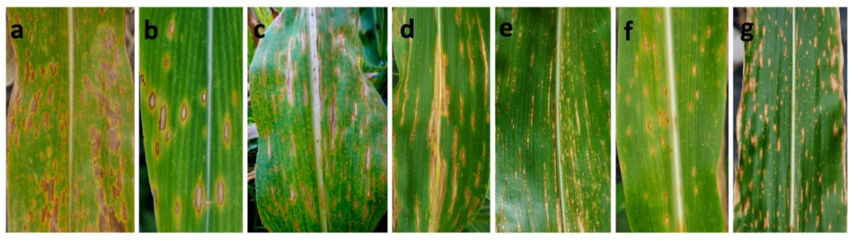 Pathogens 09 00229 g001