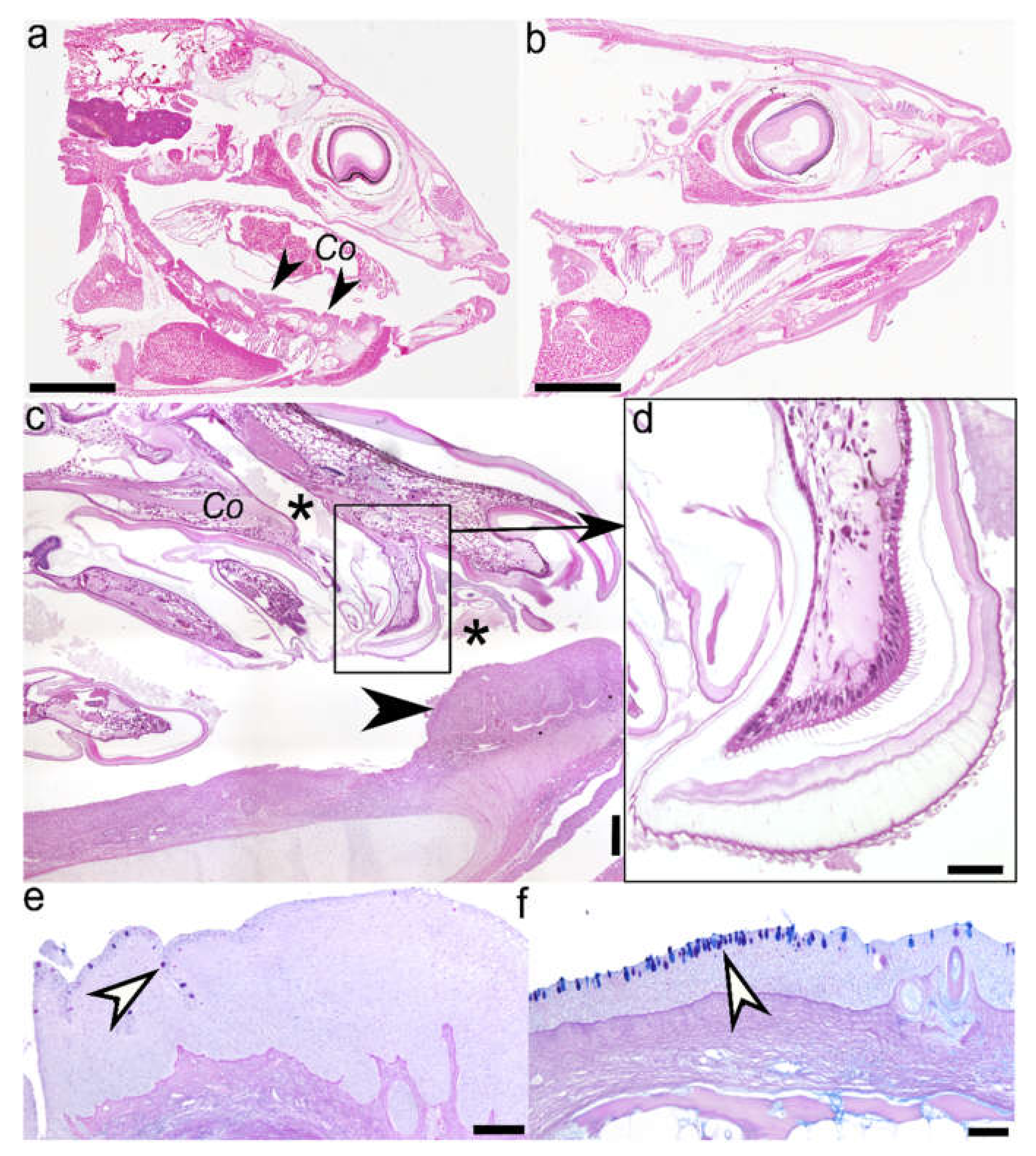 Pathogens 09 00230 g001