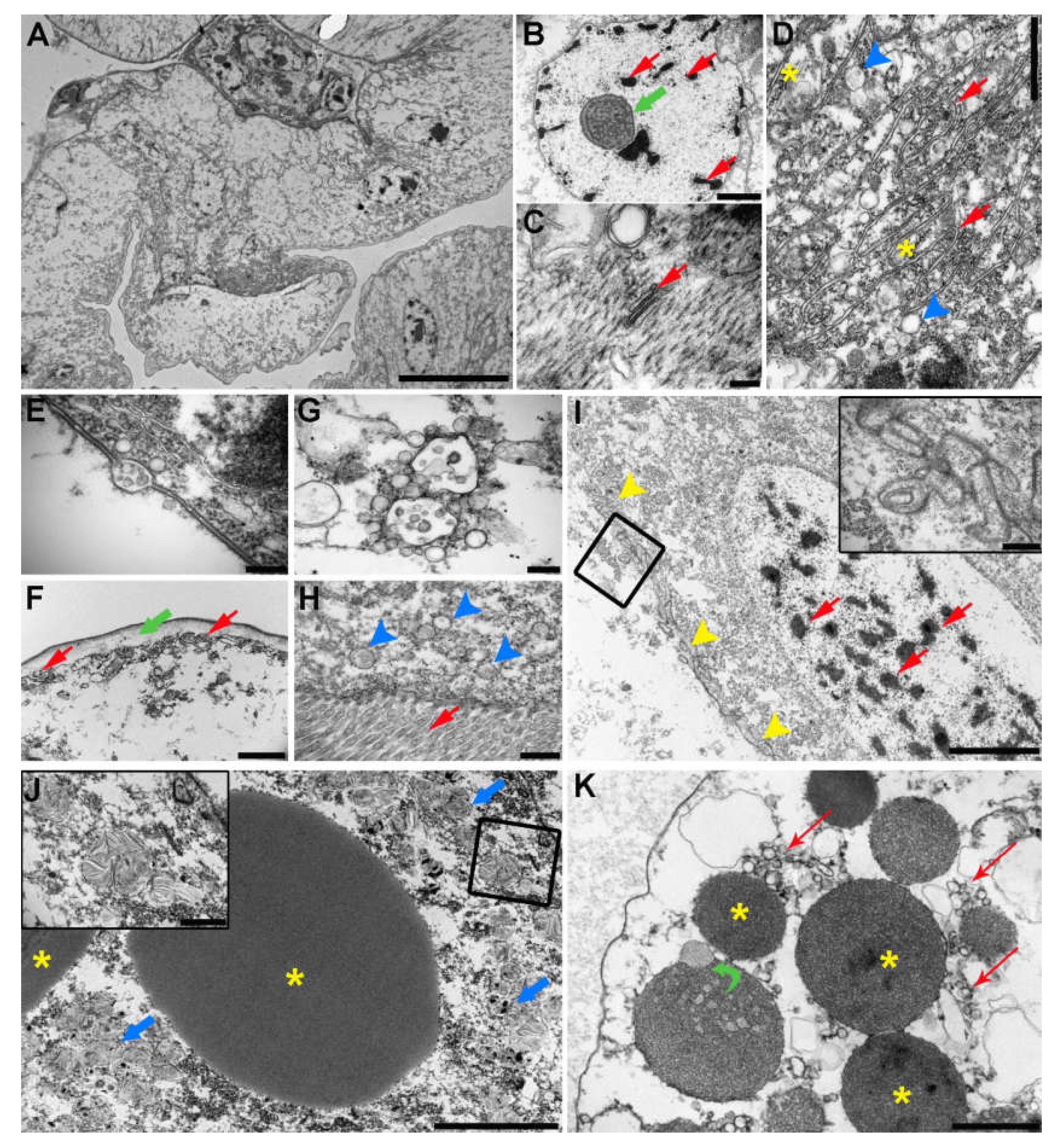 Pathogens 09 00230 g006