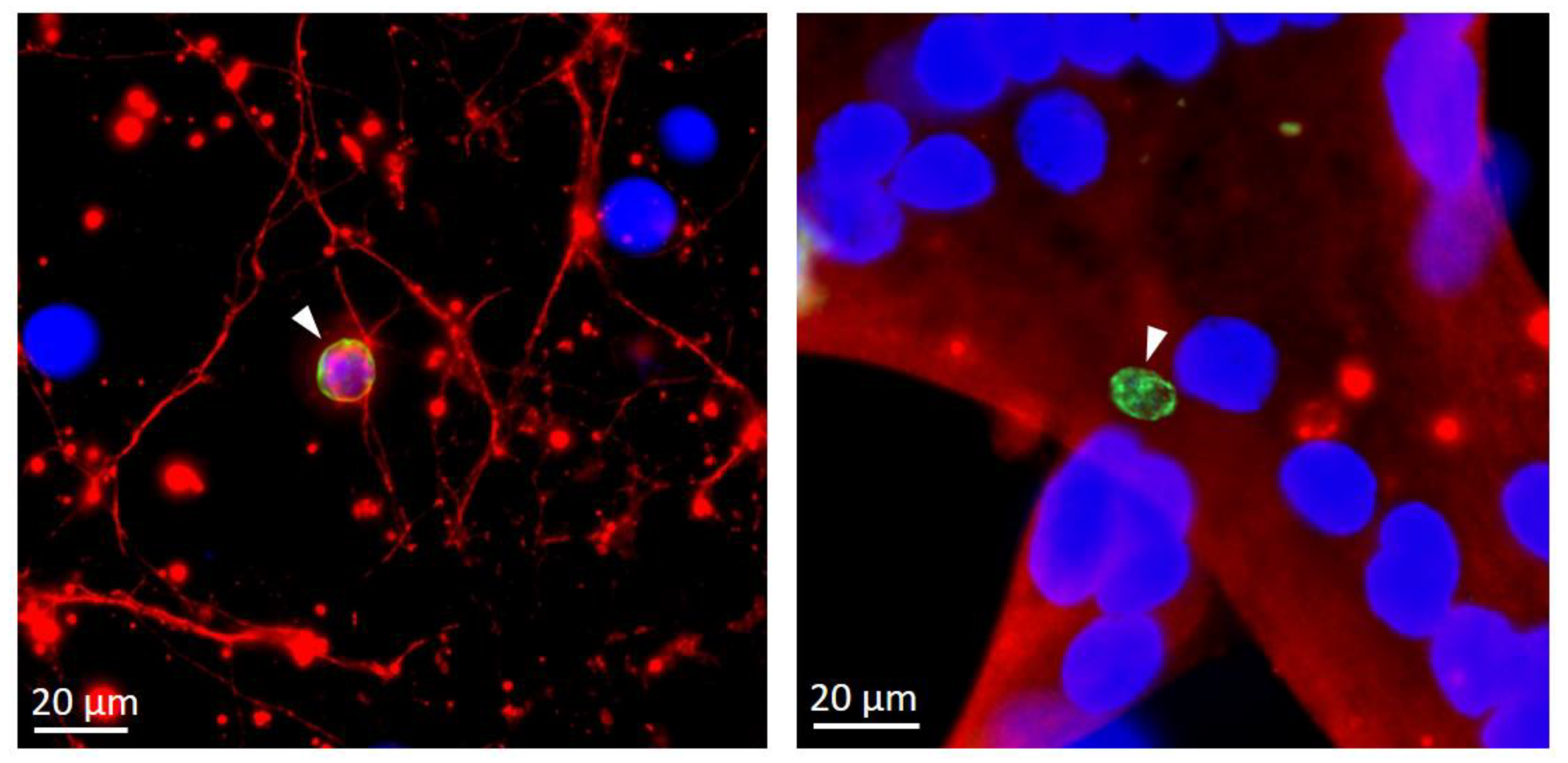 Pathogens 09 00234 g003