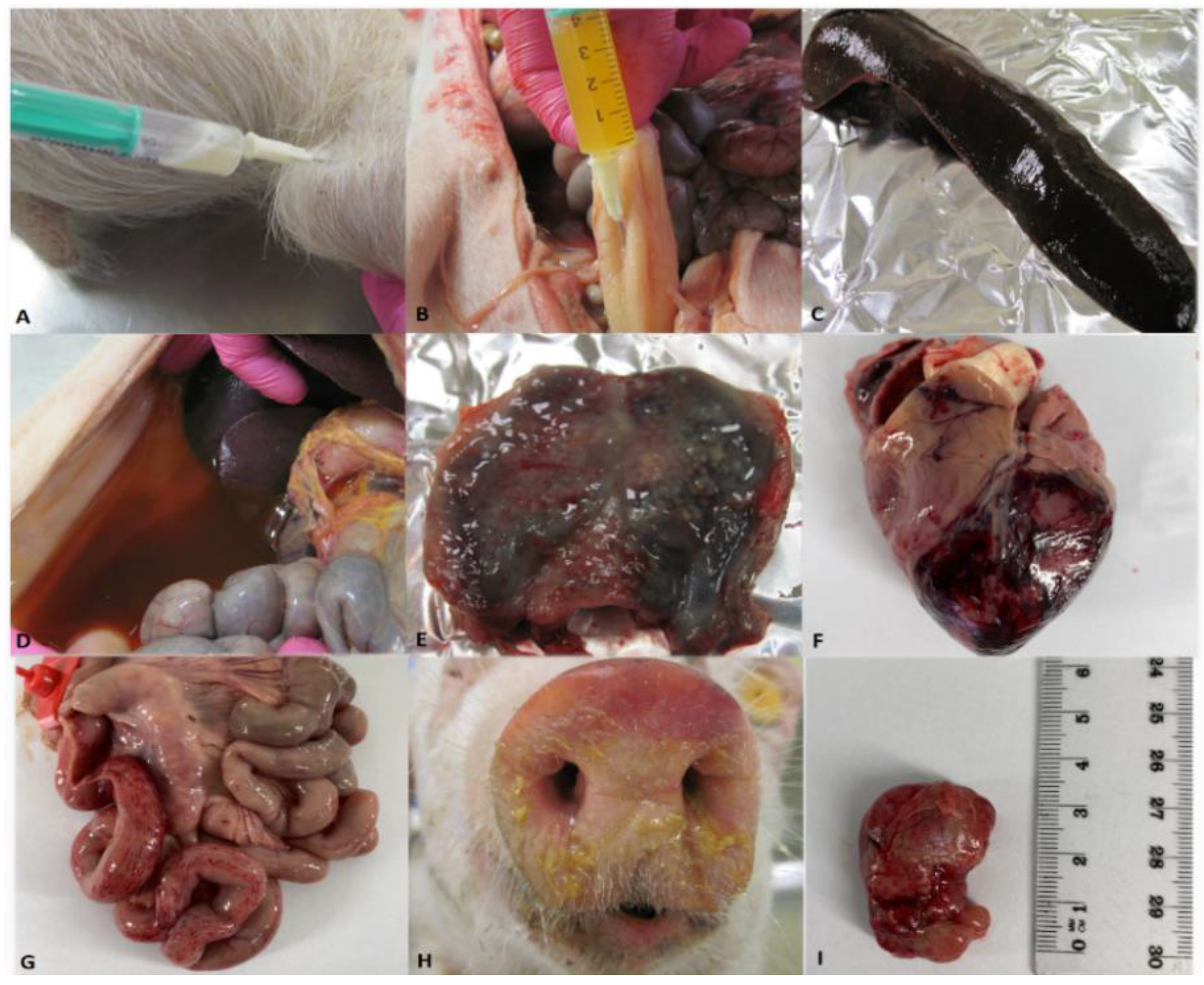 Pathogens 09 00237 g007