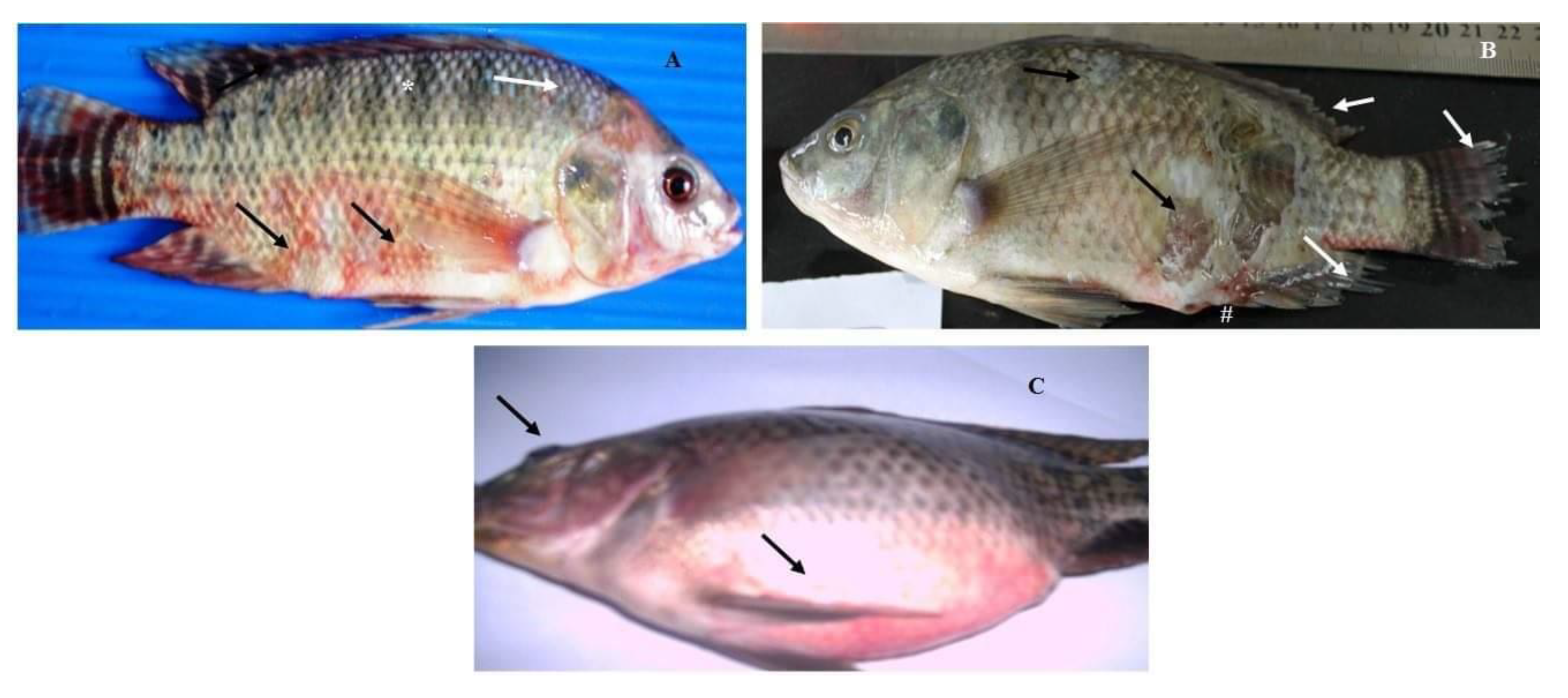 Pathogens 09 00238 g001