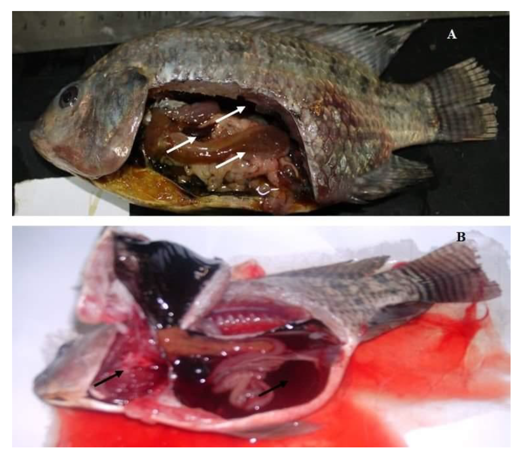 Pathogens 09 00238 g002