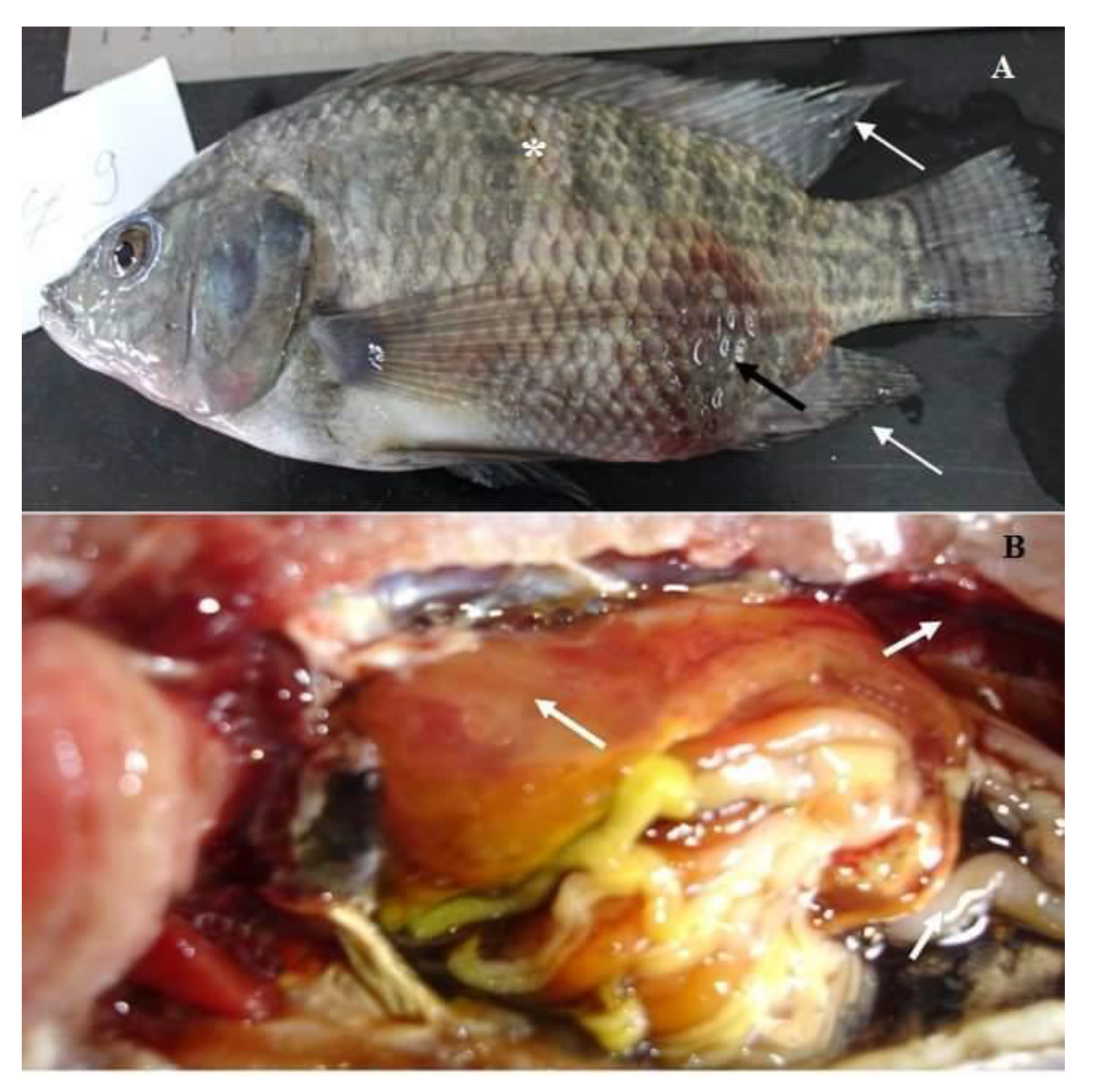 Pathogens 09 00238 g006