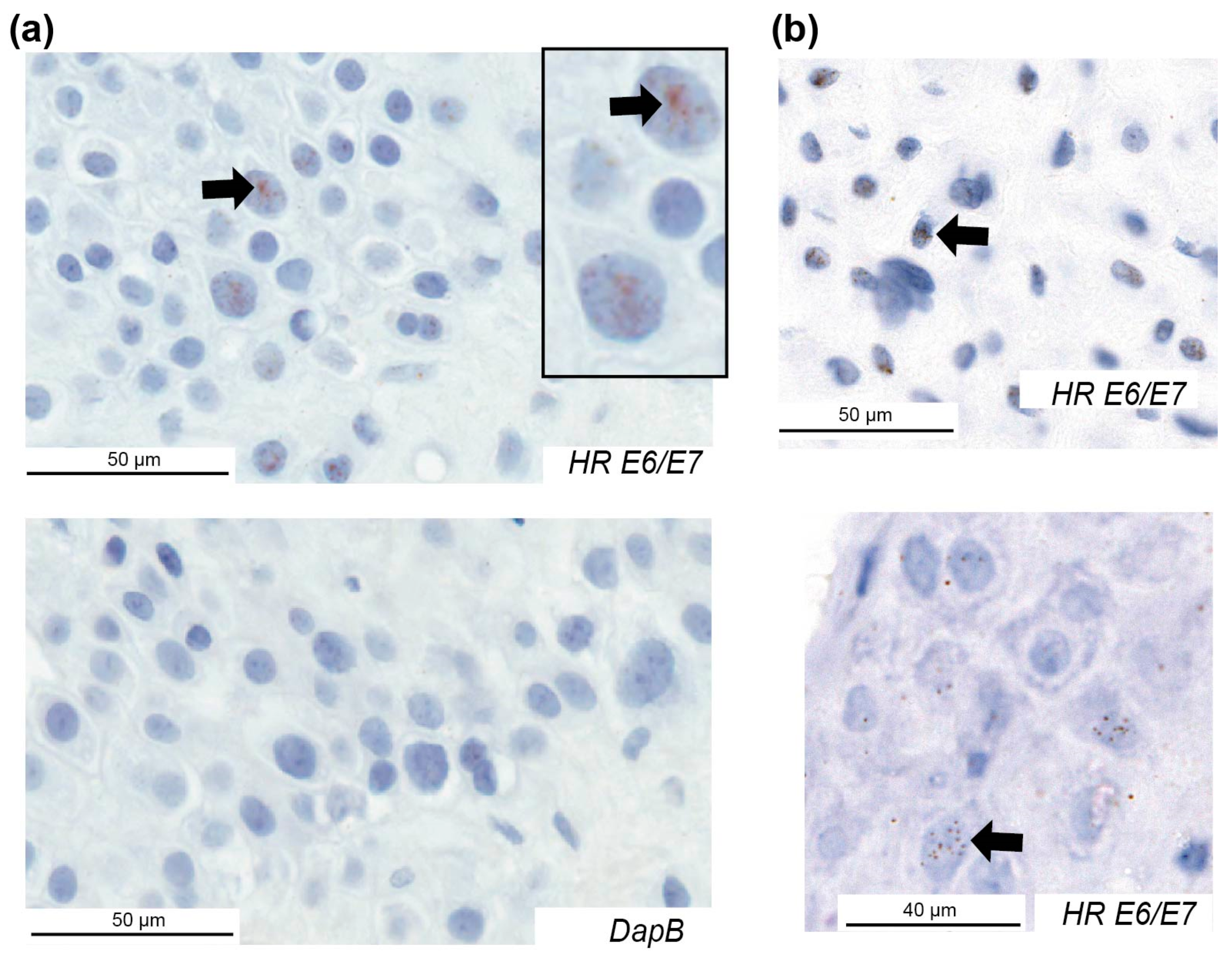 Pathogens 09 00239 g002