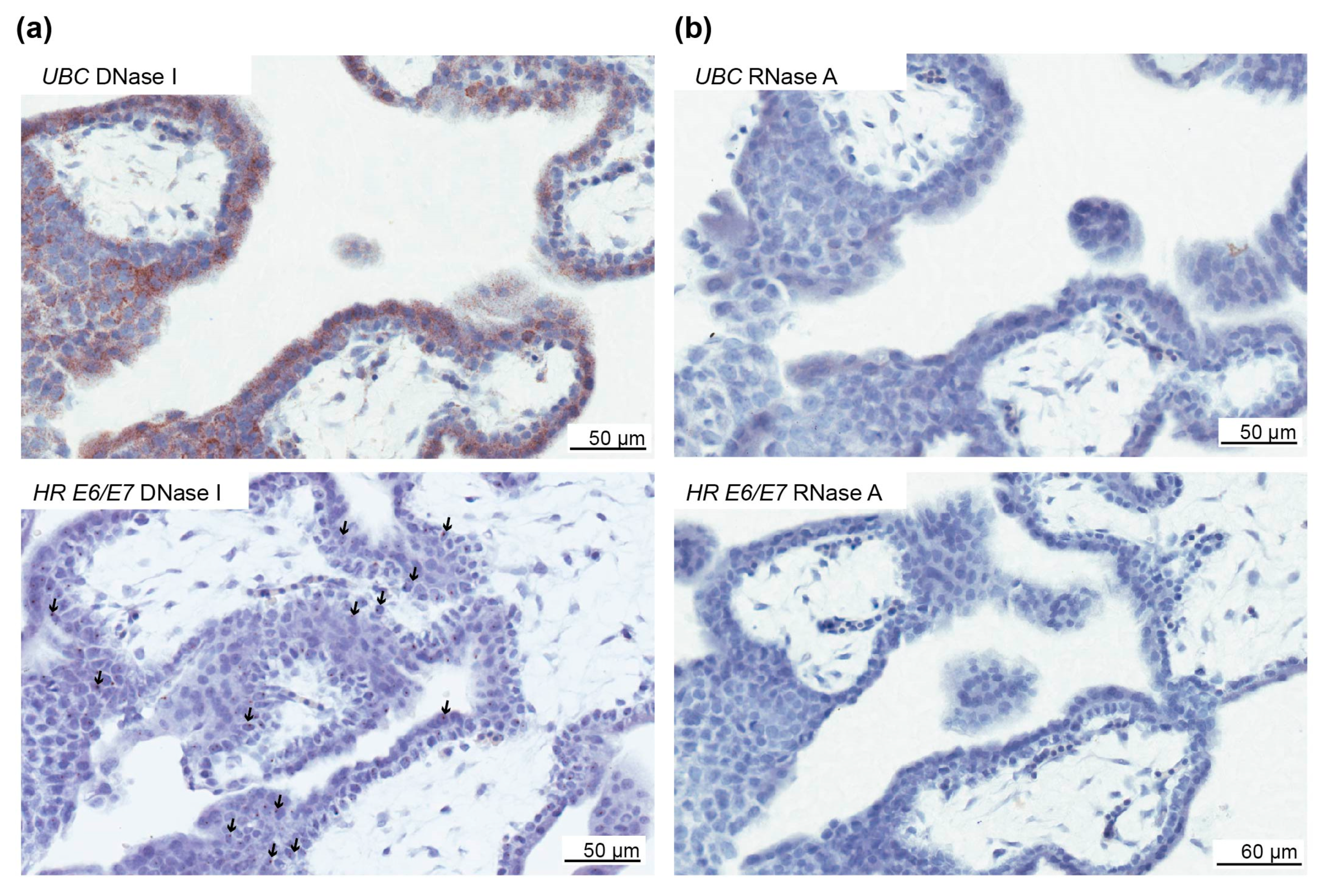 Pathogens 09 00239 g006
