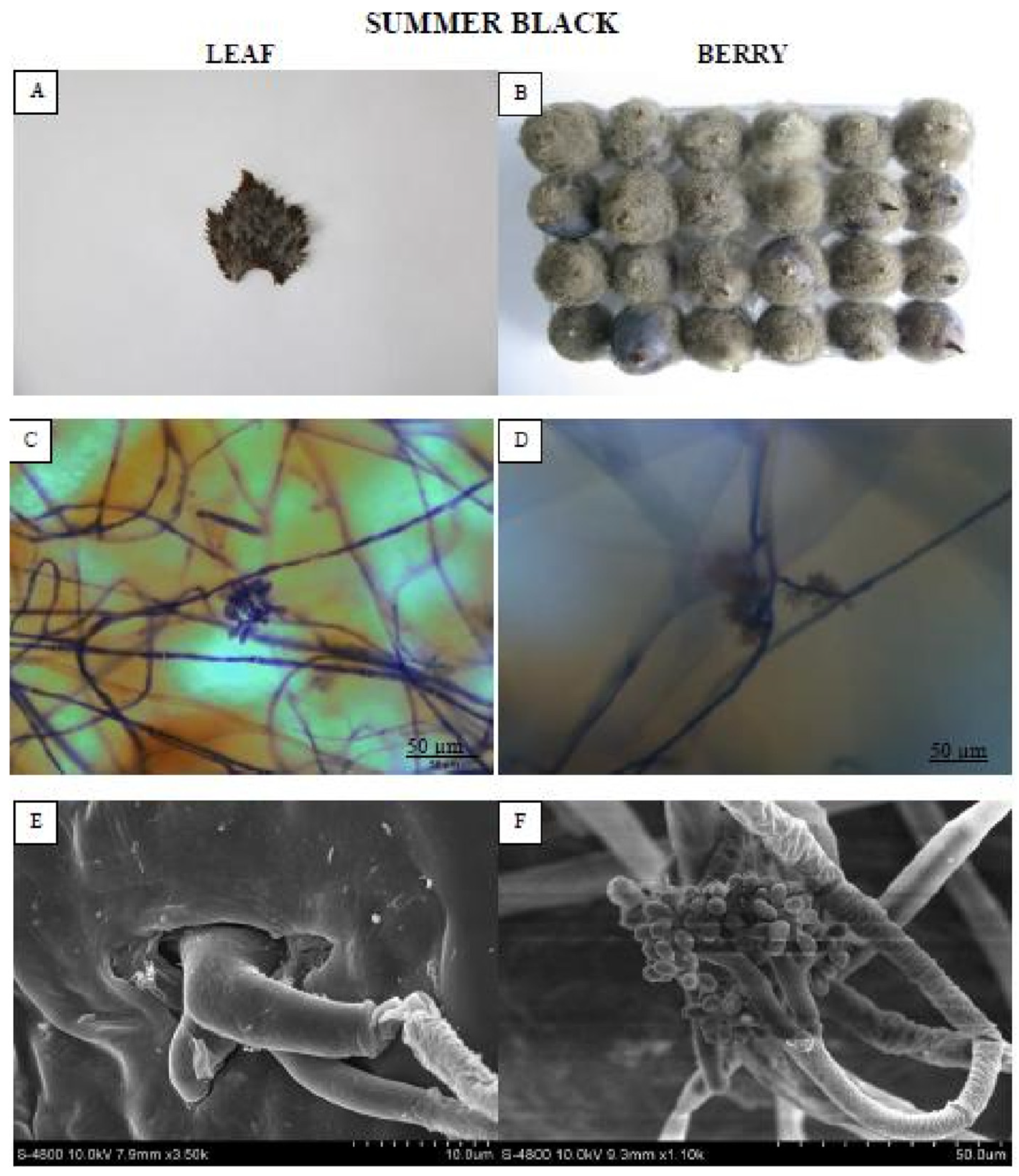 Pathogens 09 00253 g002 Pathogens 09 00253 g002