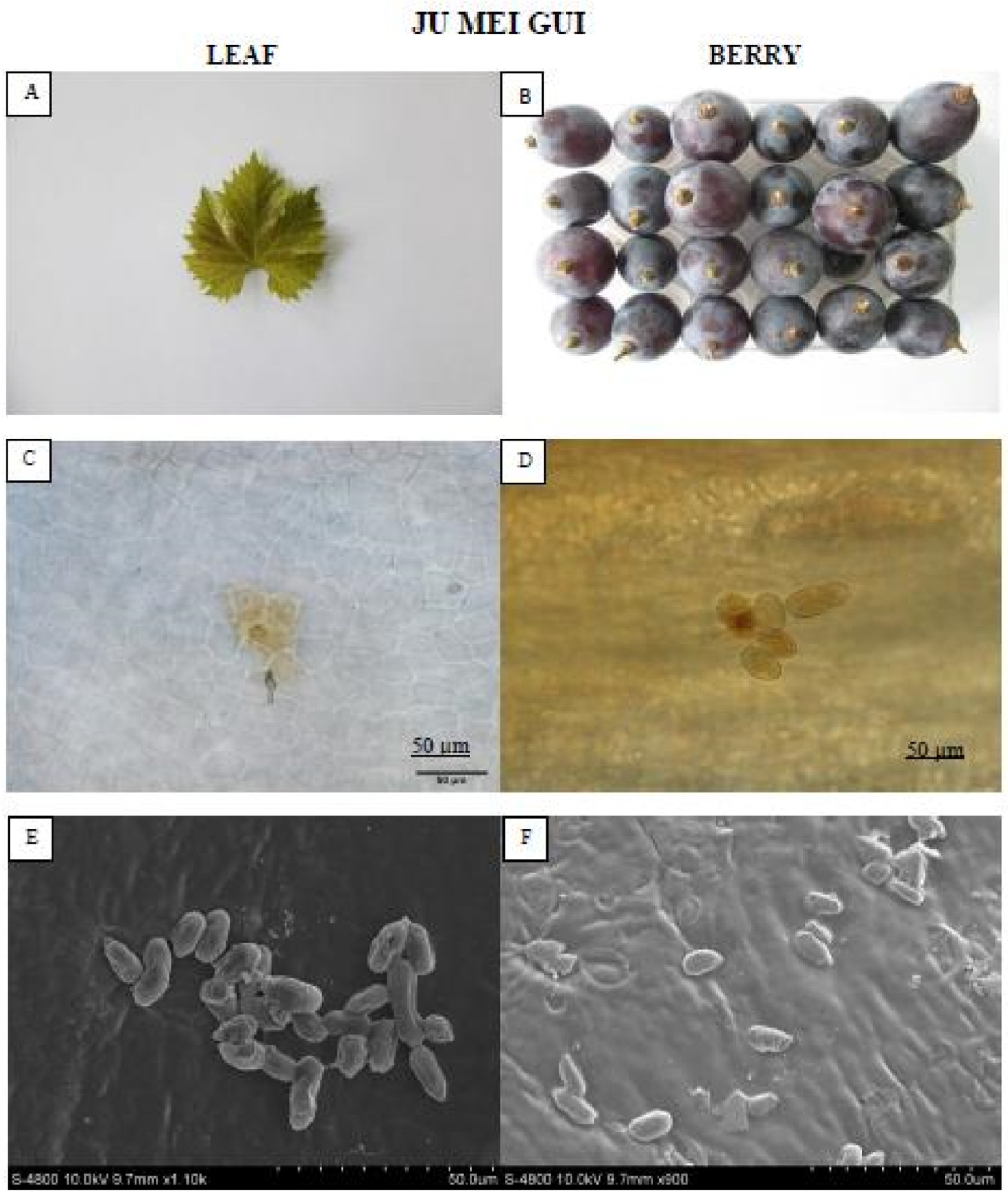 Pathogens 09 00253 g003 Pathogens 09 00253 g003