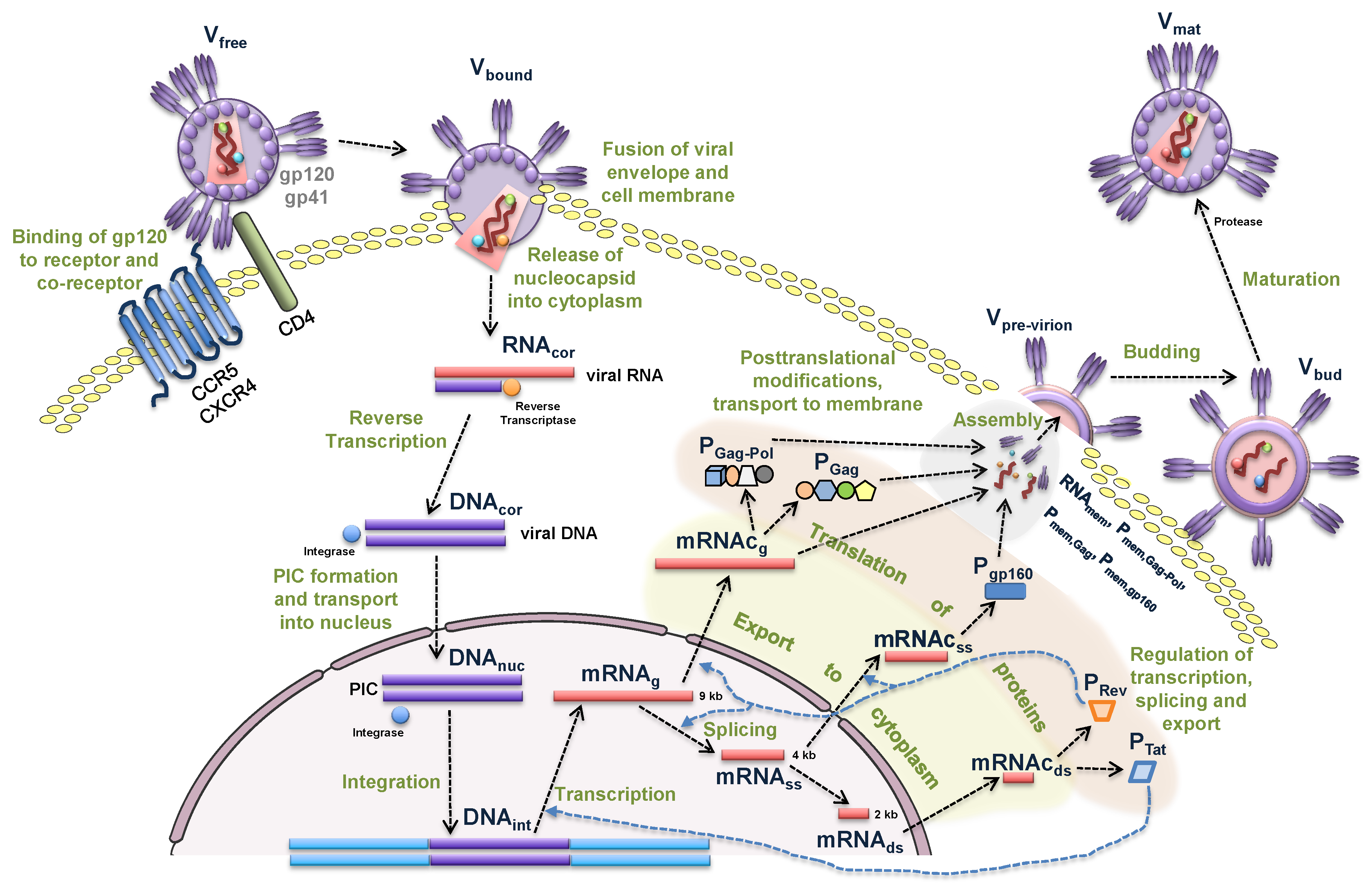 Pathogens 09 00255 g001