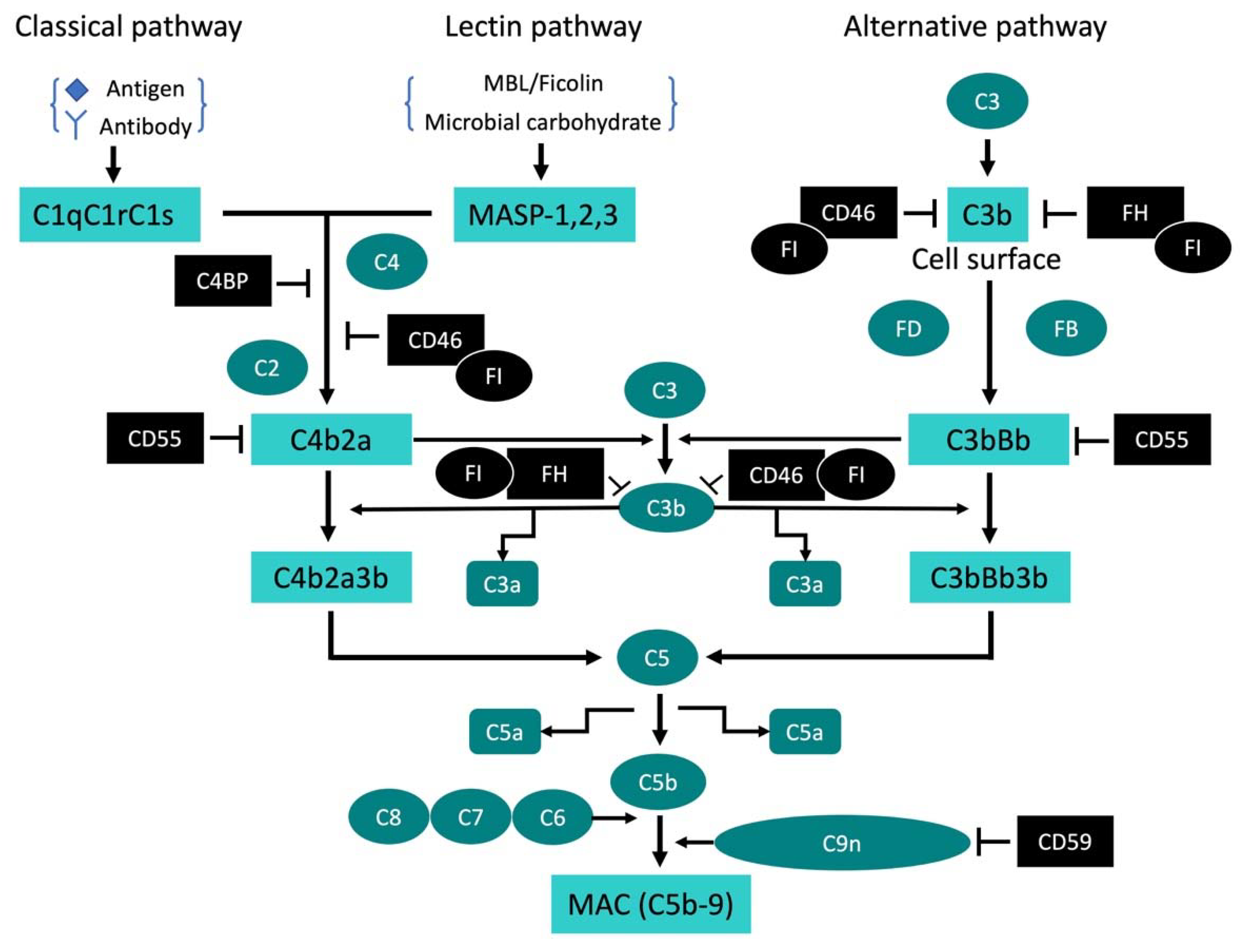 Pathogens 09 00260 g001