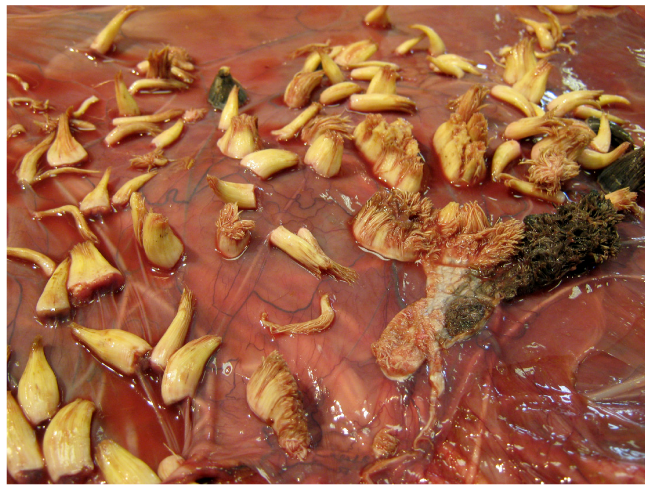 Pathogens 09 00262 g002