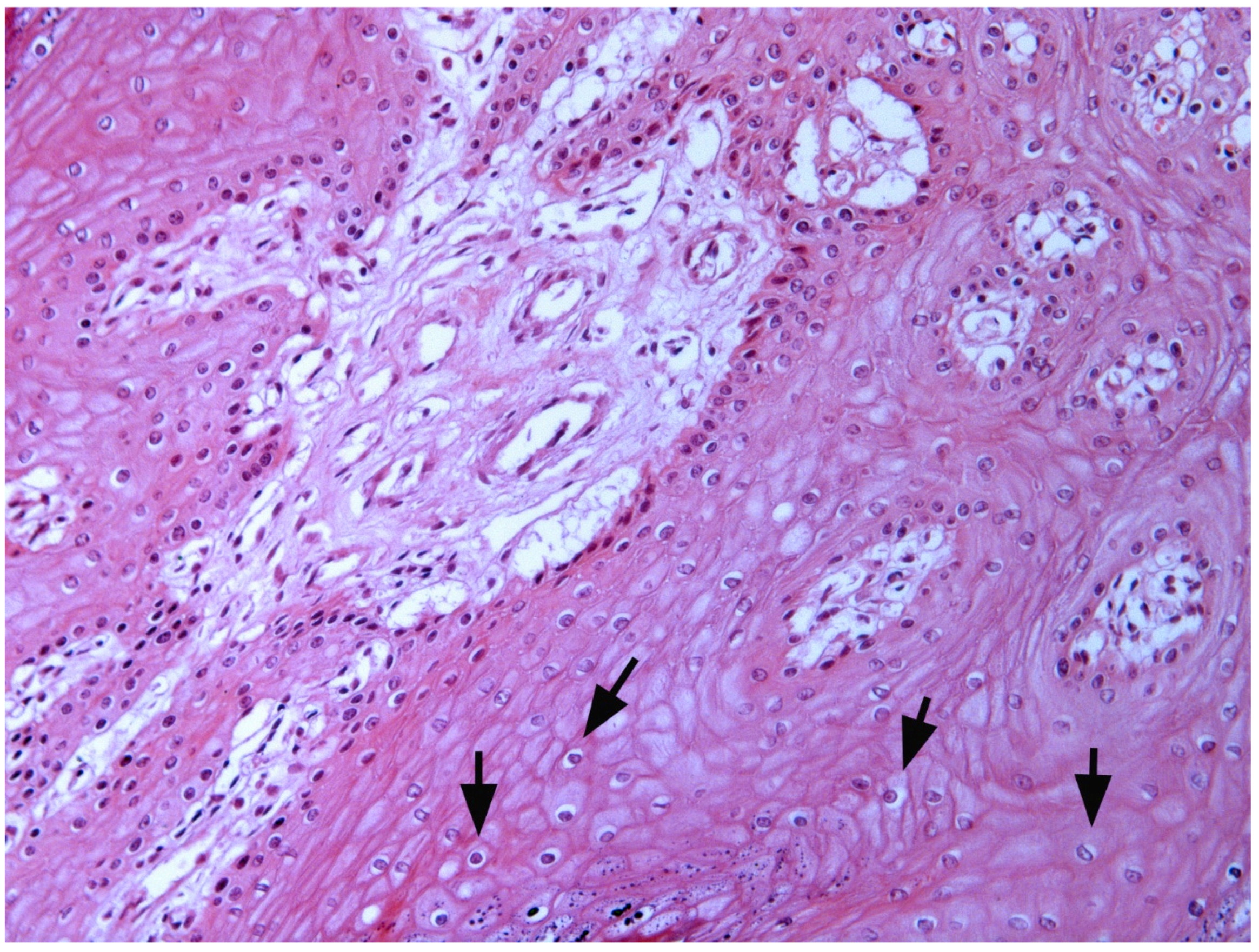 Pathogens 09 00262 g003