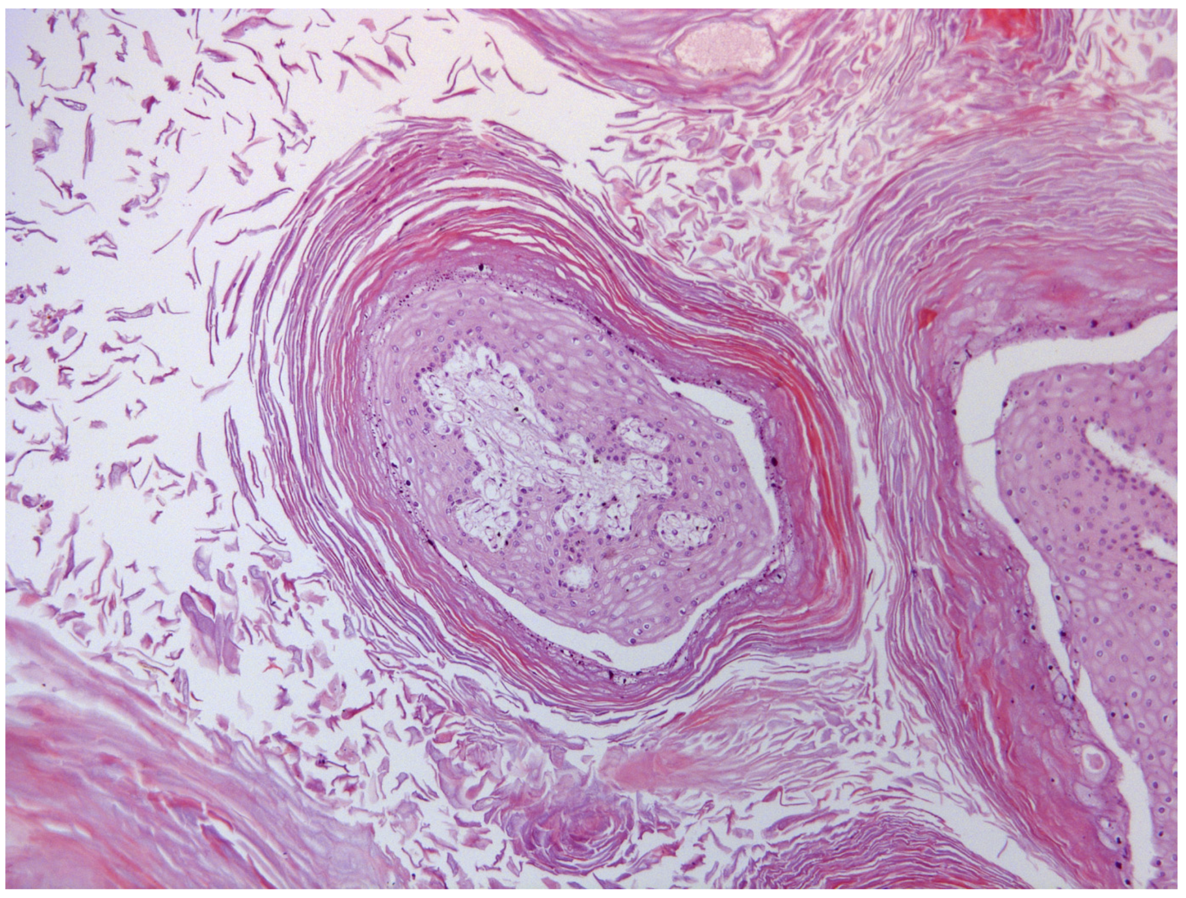 Pathogens 09 00262 g004