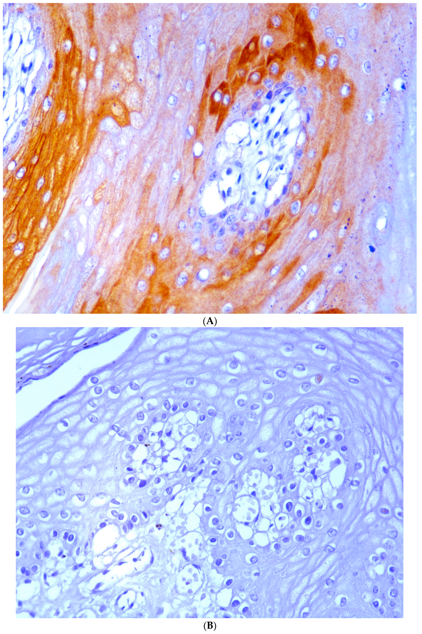 Pathogens 09 00262 g010