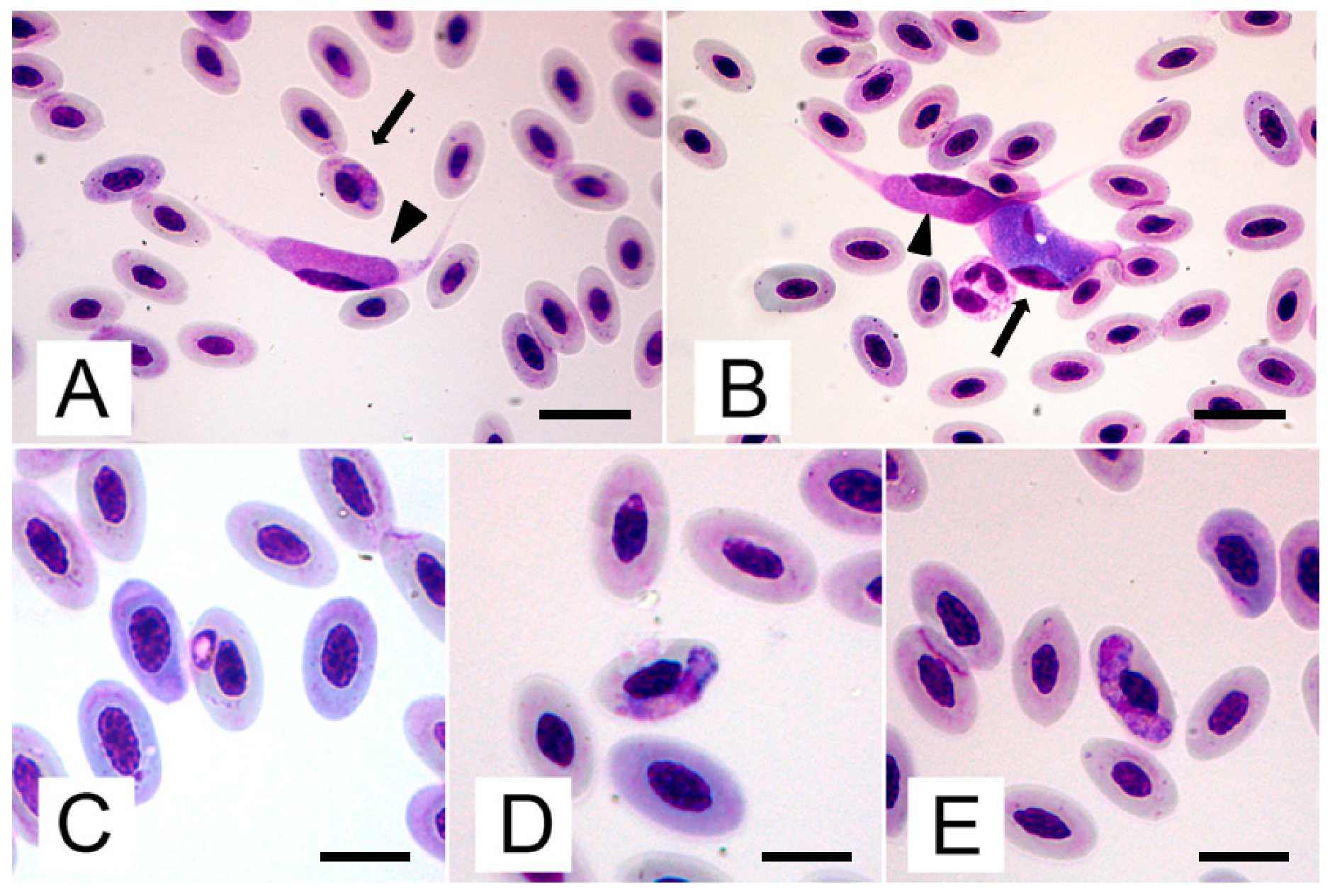 Pathogens 09 00263 g001