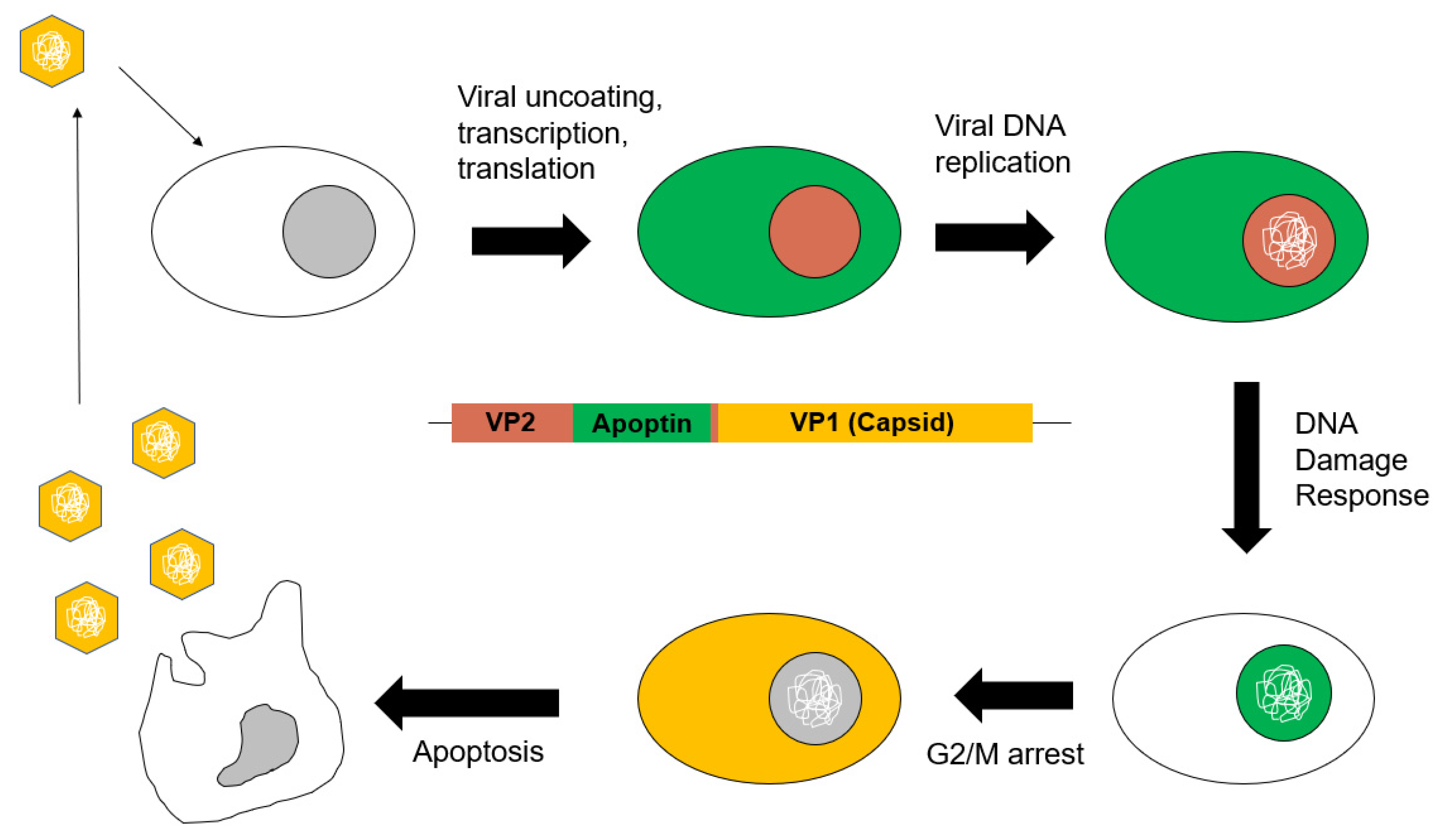 Pathogens 09 00294 g003