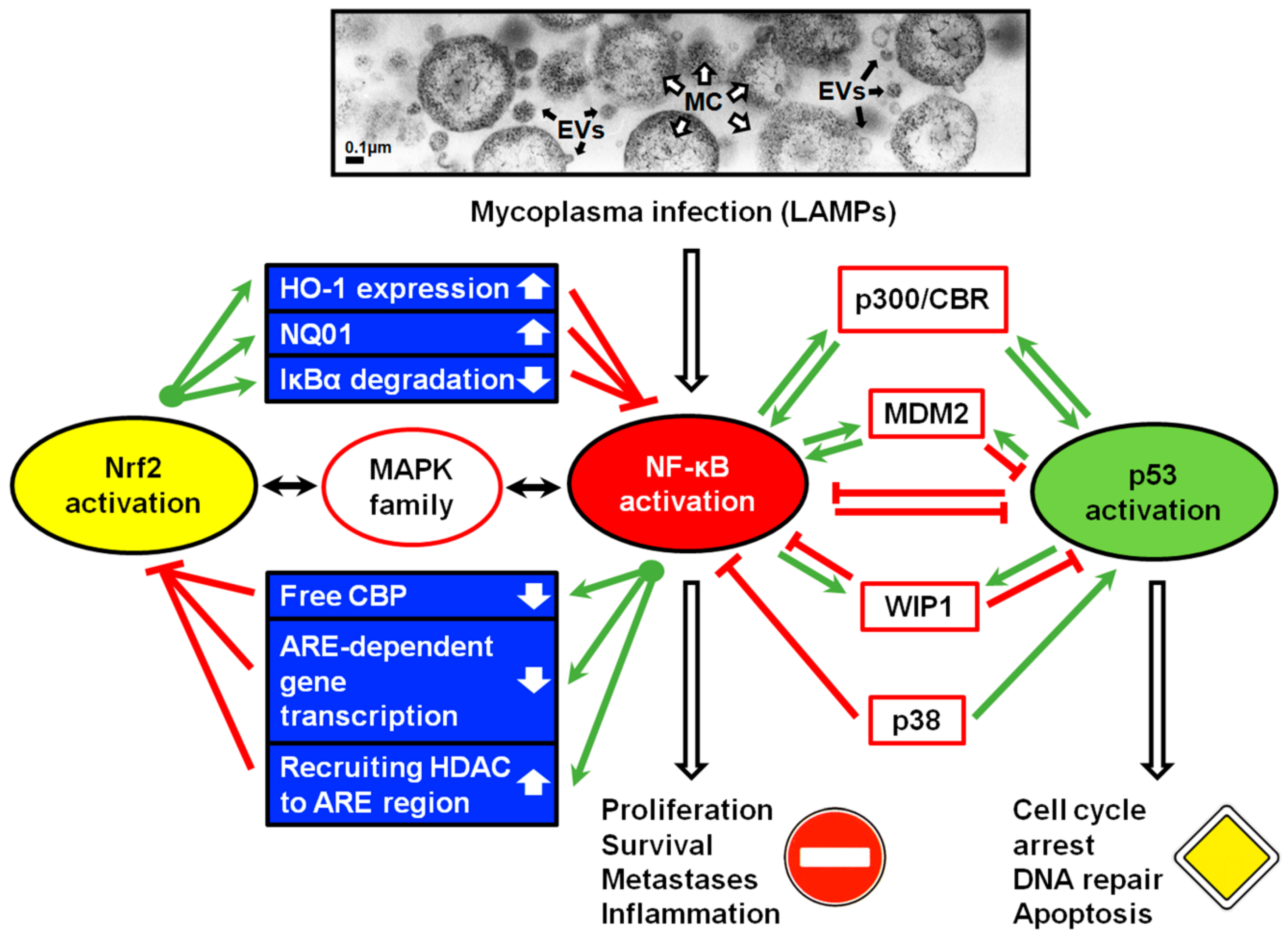 Pathogens 09 00308 g001