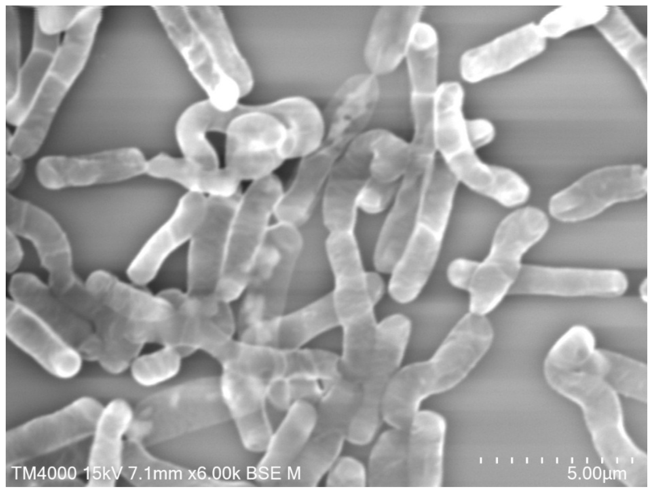 Pathogens 09 00310 g002