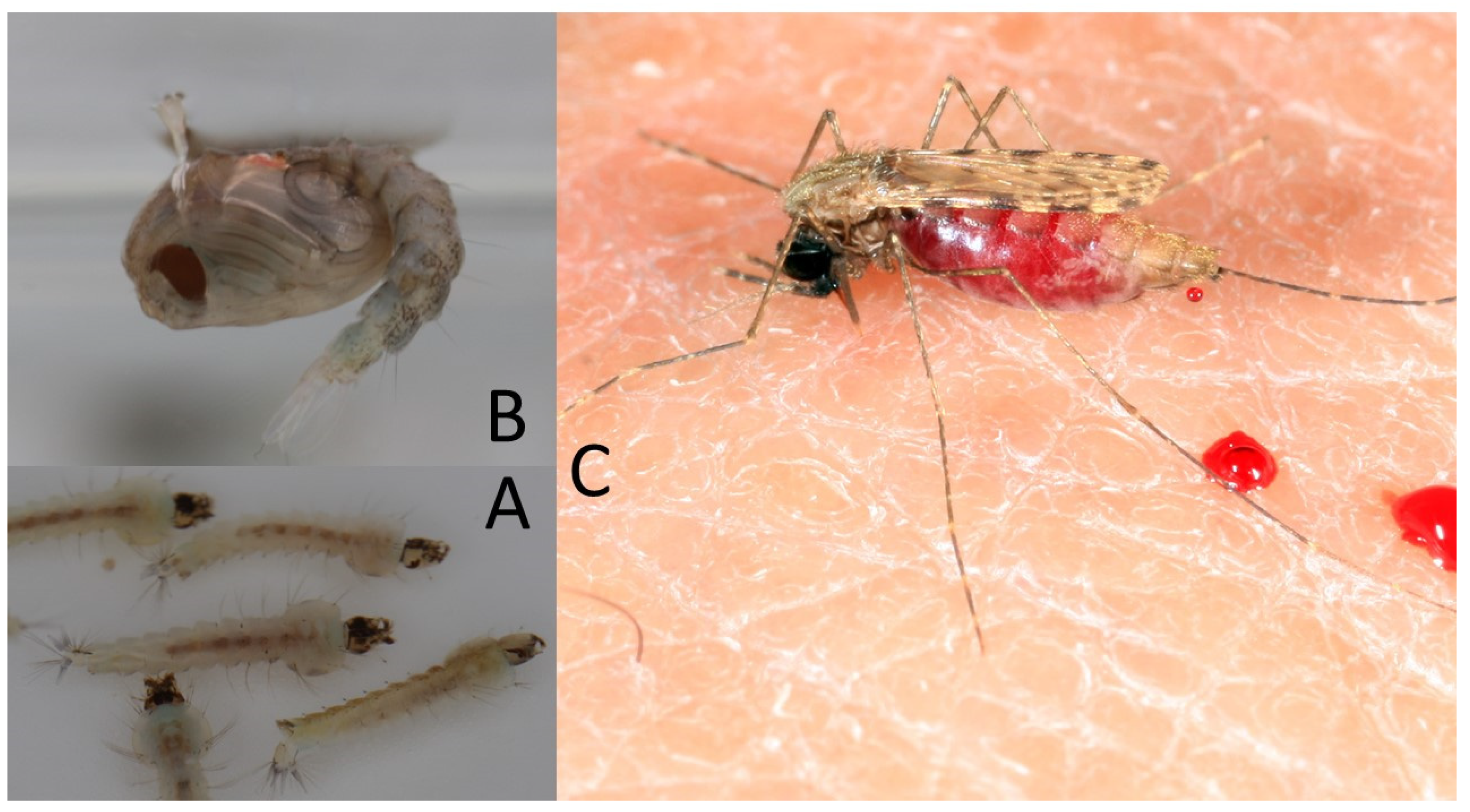 Pathogens 09 00310 g005