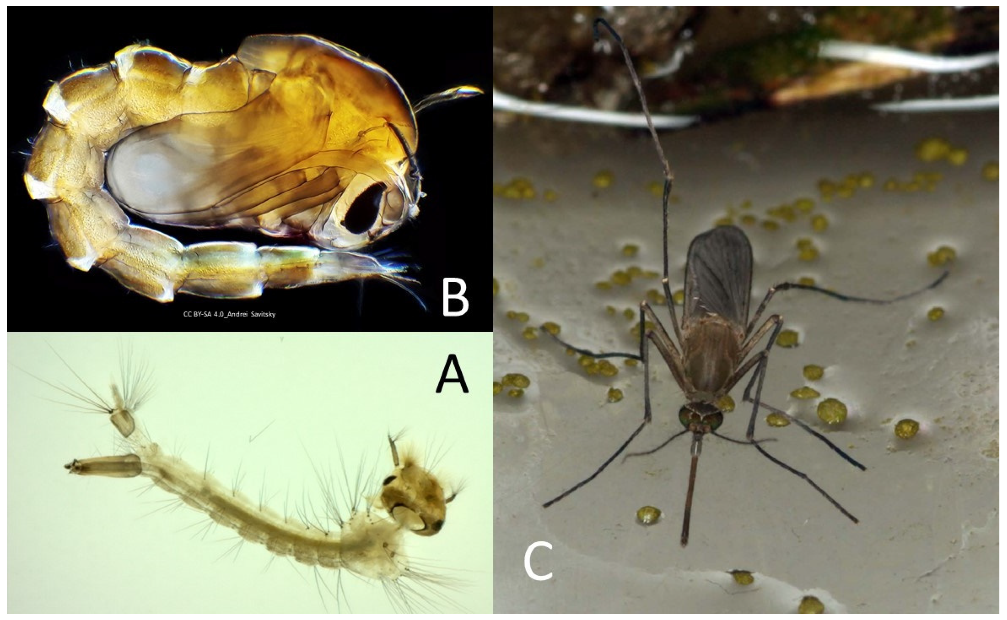 Pathogens 09 00310 g006