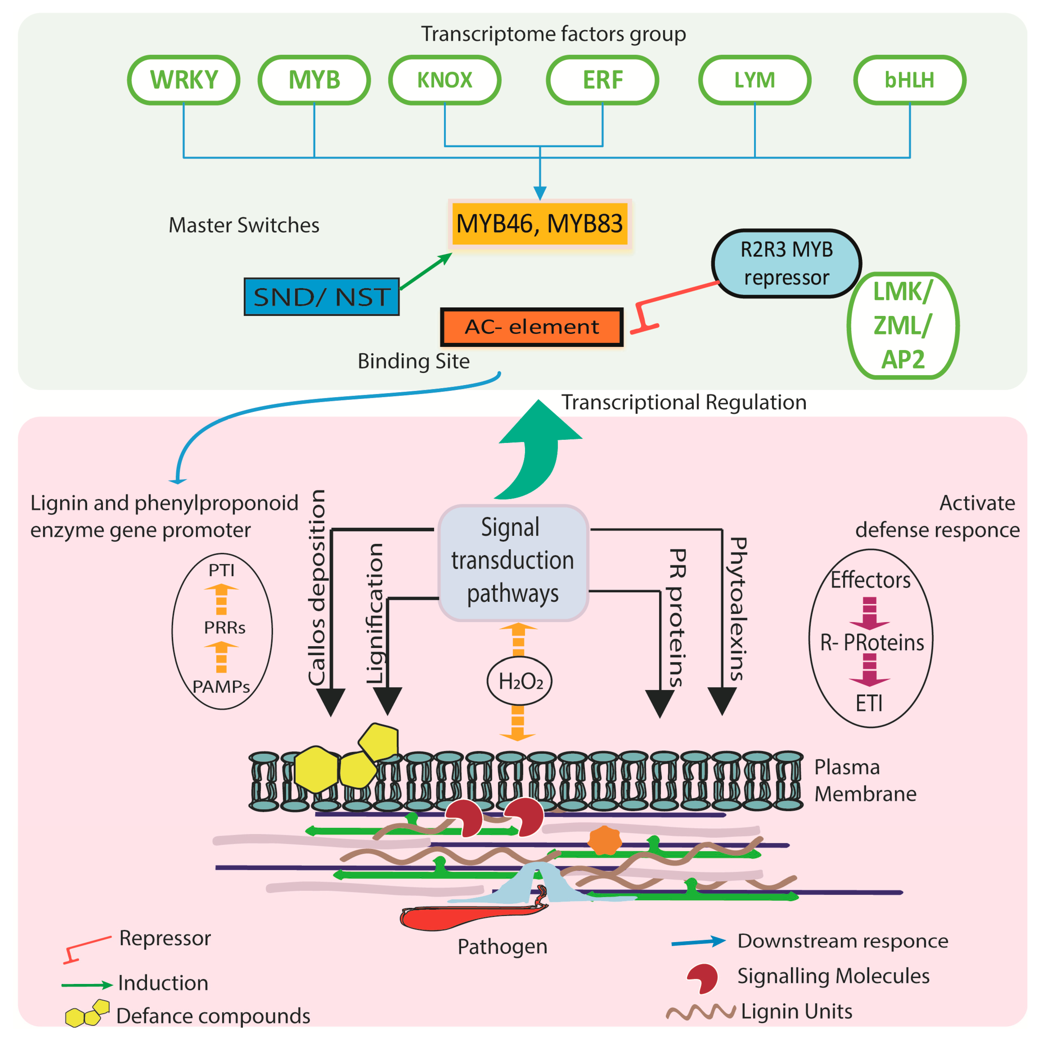 Pathogens 09 00312 g002