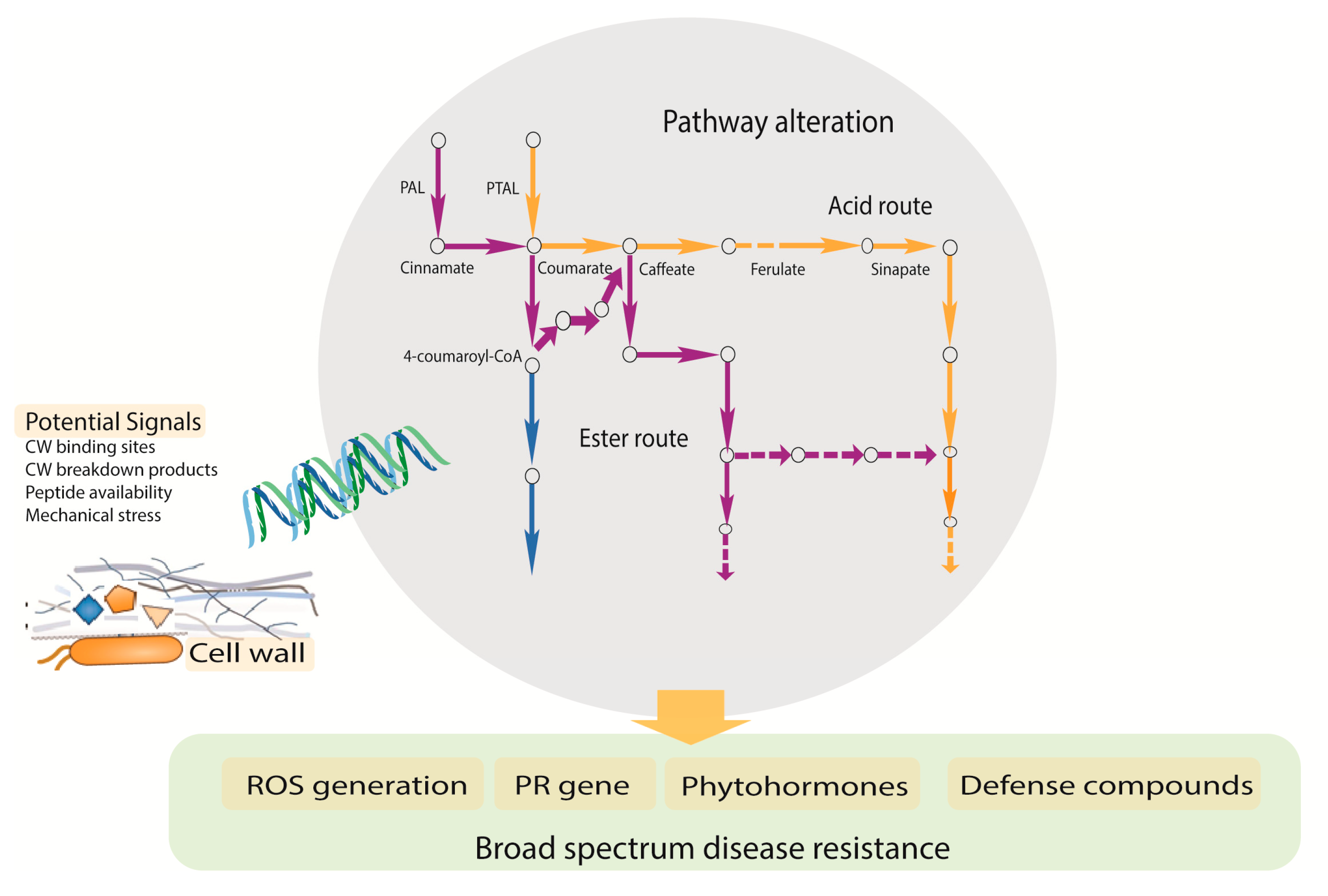 Pathogens 09 00312 g004
