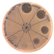Pathogens 09 00319 i010