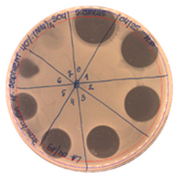 Pathogens 09 00319 i012