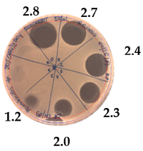 Pathogens 09 00319 i015
