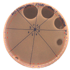 Pathogens 09 00319 i021