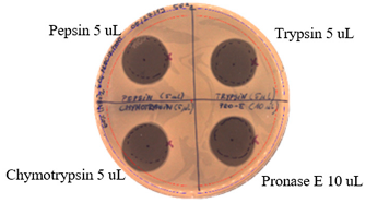 Pathogens 09 00319 i026