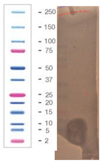 Pathogens 09 00319 i031