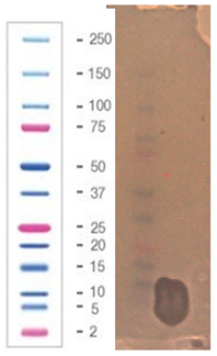 Pathogens 09 00319 i033