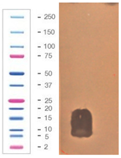 Pathogens 09 00319 i034