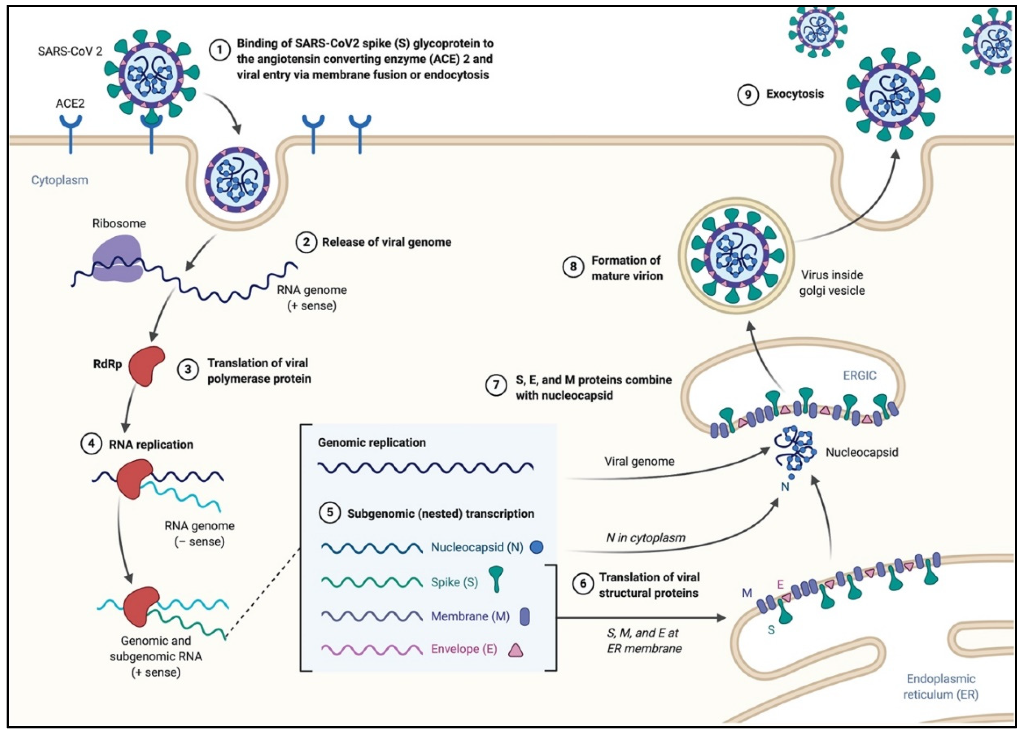 Pathogens 09 00331 g002 Pathogens 09 00331 g002