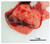 Pathogens 09 00335 i001 Pathogens 09 00335 i001