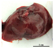 Pathogens 09 00335 i002 Pathogens 09 00335 i002