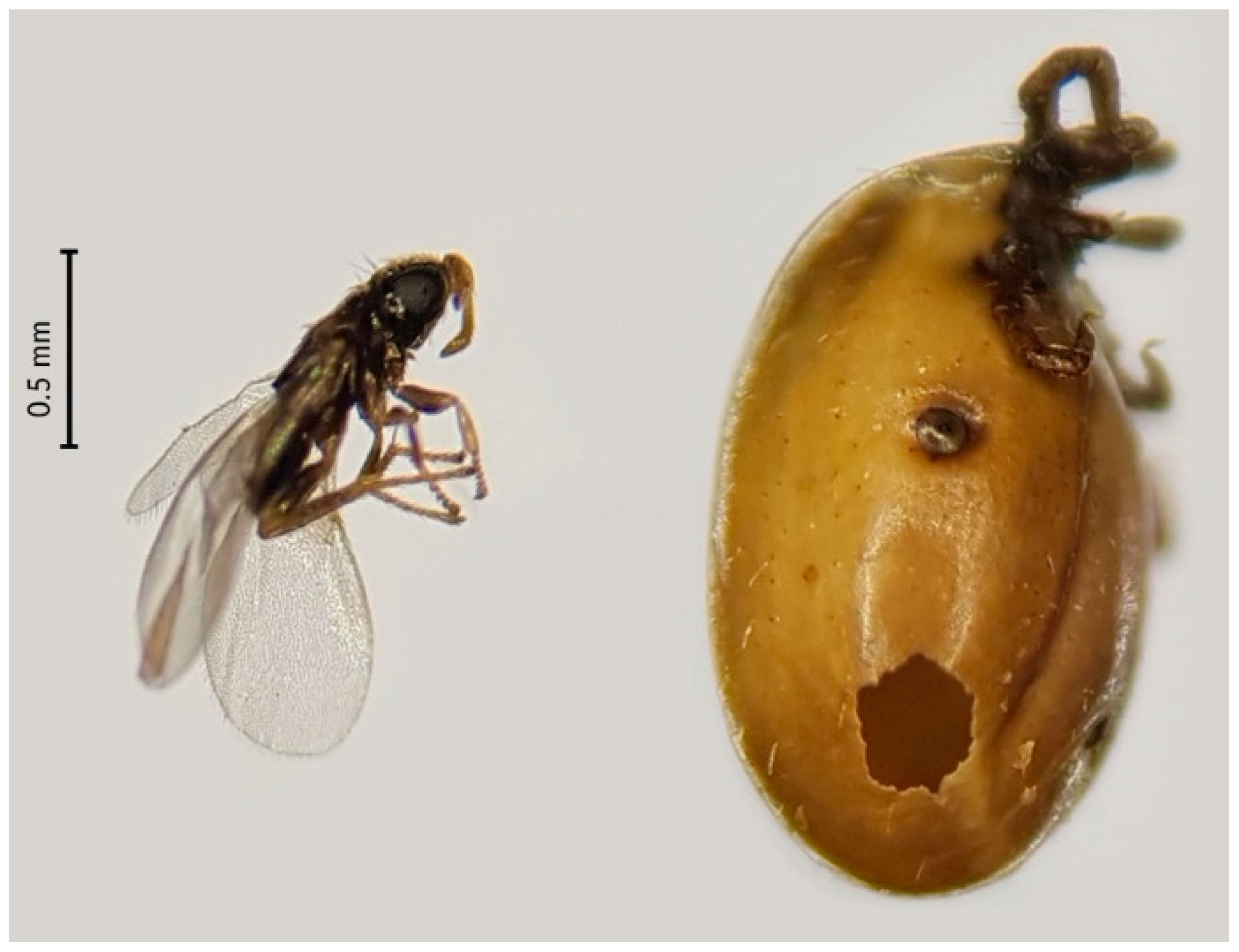 Pathogens 09 00339 g003 Pathogens 09 00339 g003