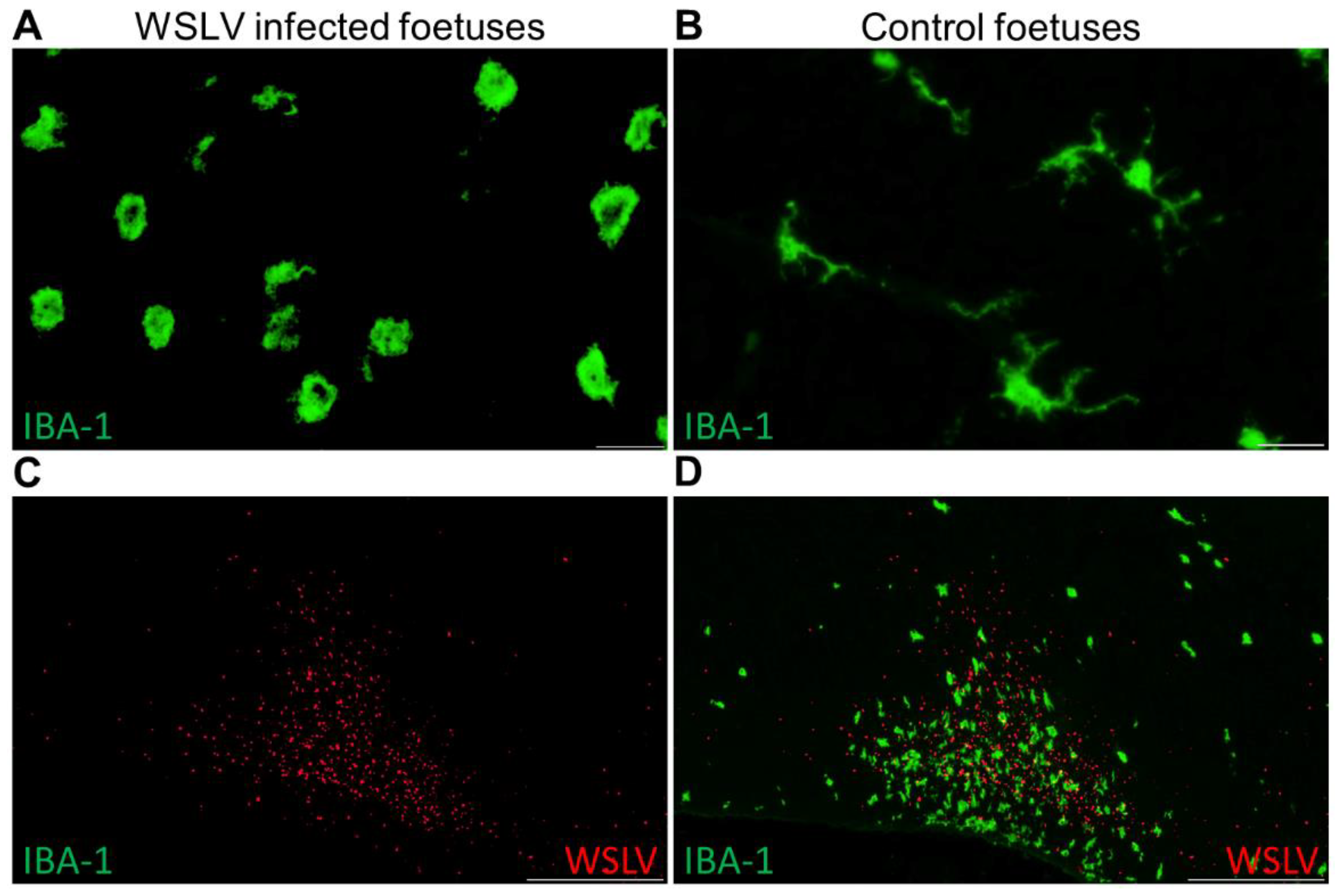 Pathogens 09 00373 g006 Pathogens 09 00373 g006