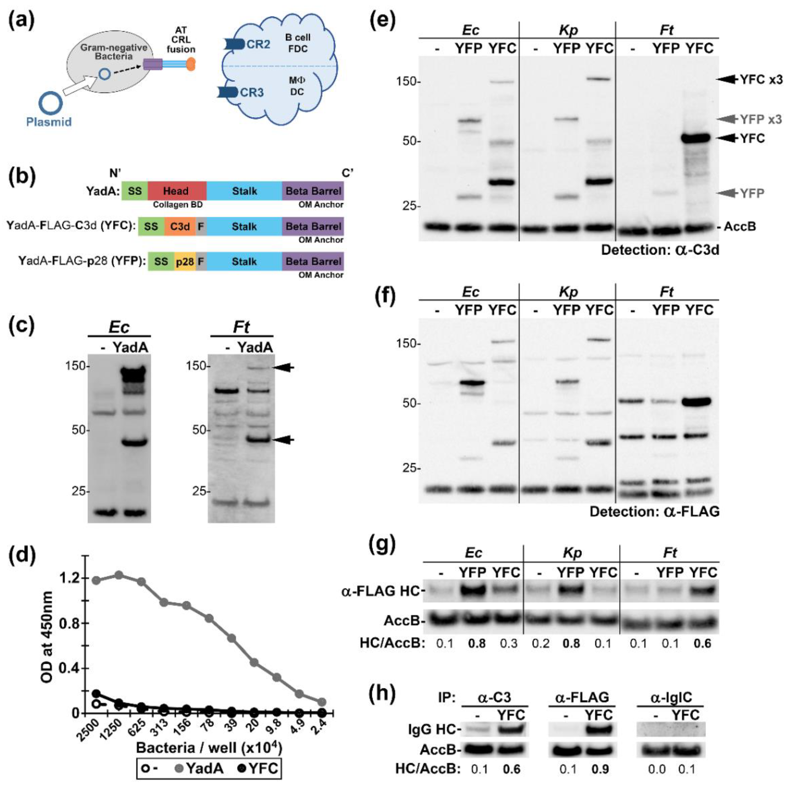 Pathogens 09 00375 g001