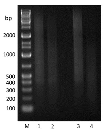 Pathogens 09 00378 g0a2